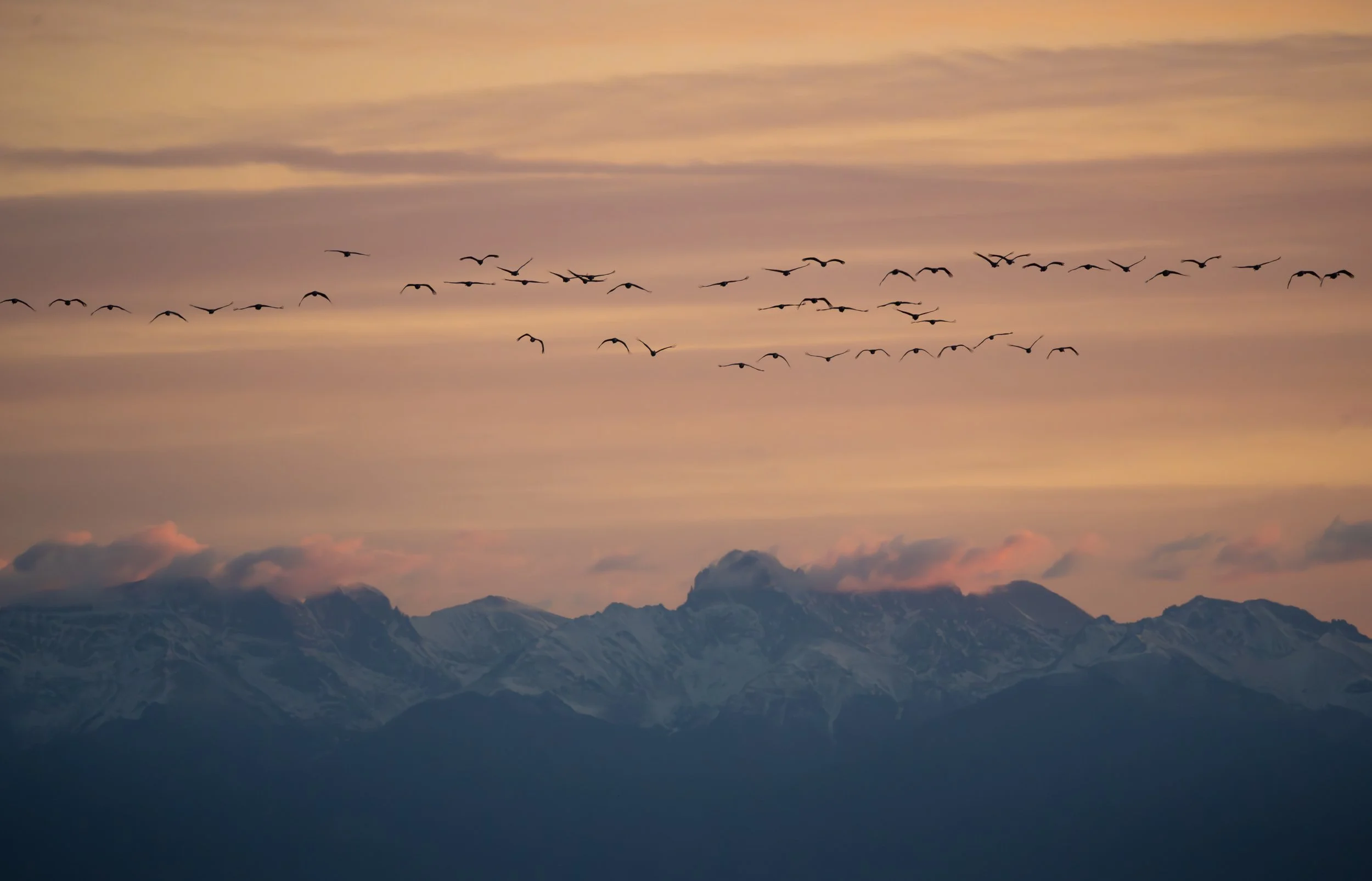 03_25_SandhillCranes_MonteVista_jburns-DSC00903-Enhanced-NR.jpg