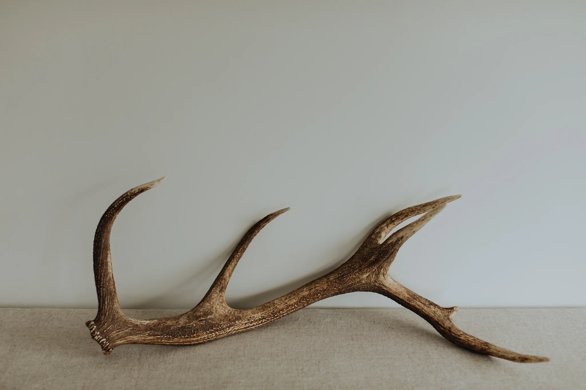 Antlers