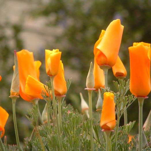 Buds-of-California-Poppy2.jpg