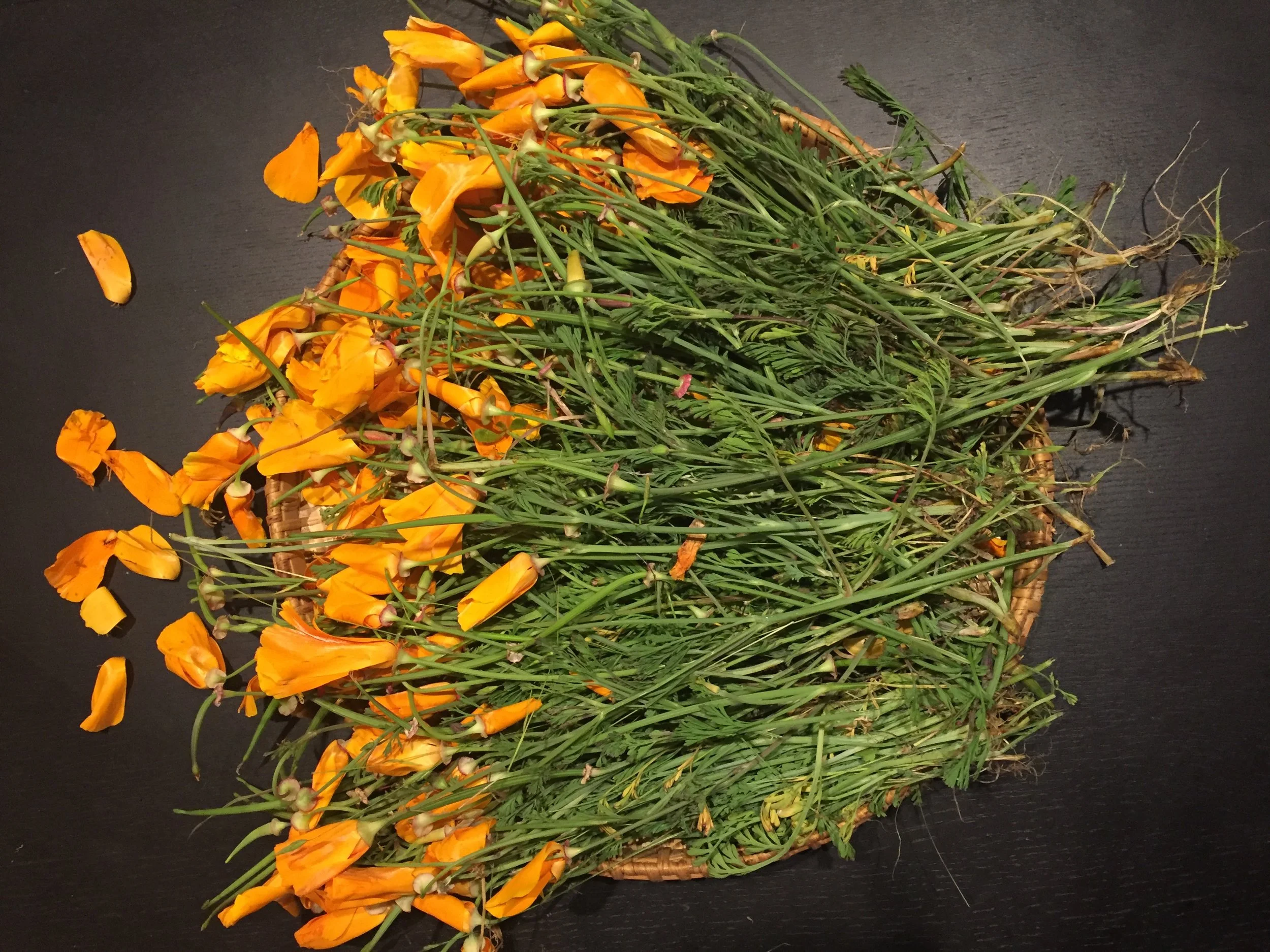  California Poppy ( Escholzia californica)  a powerful nervine native to the Western US.    