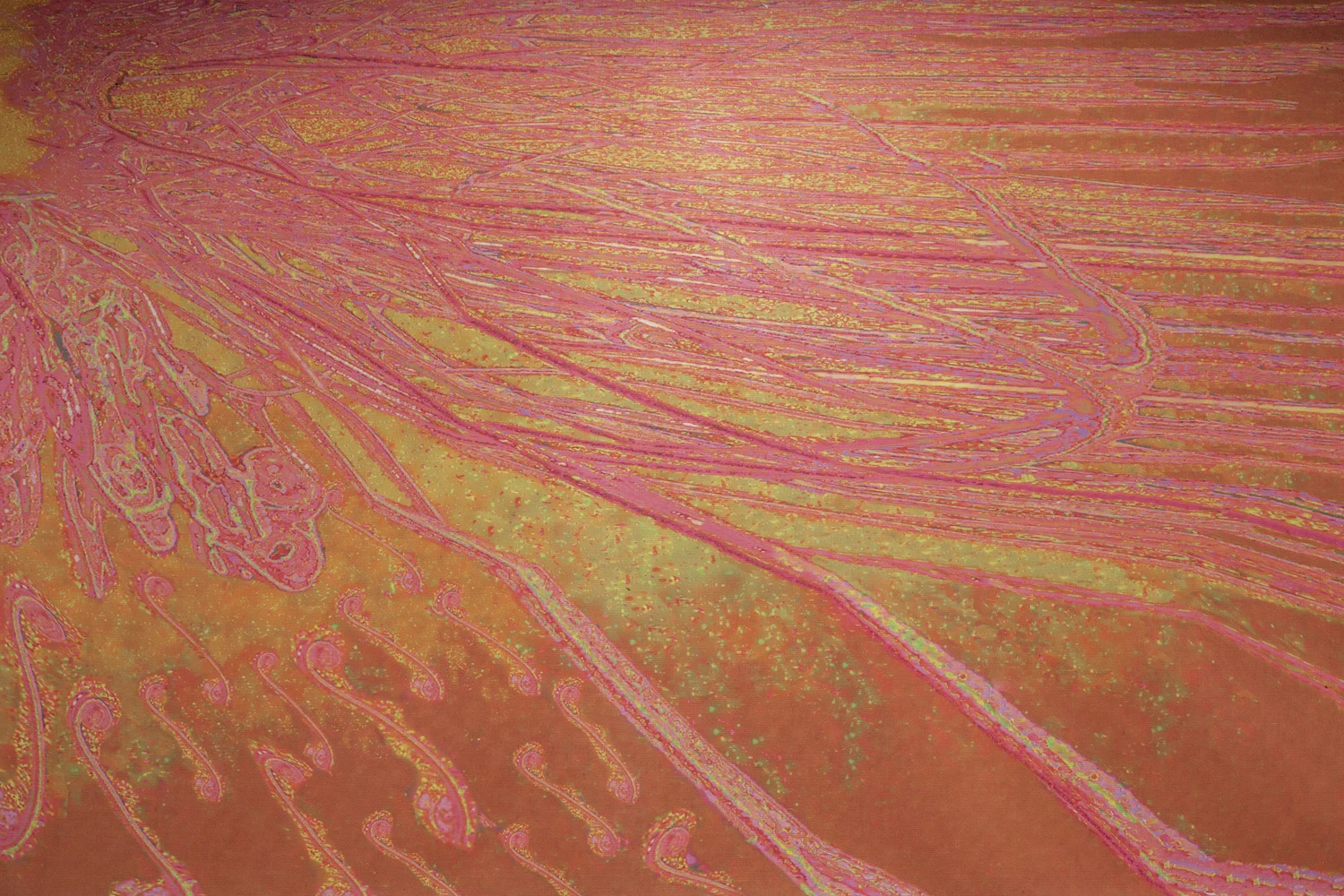 Rebecca Niederlander [detail].