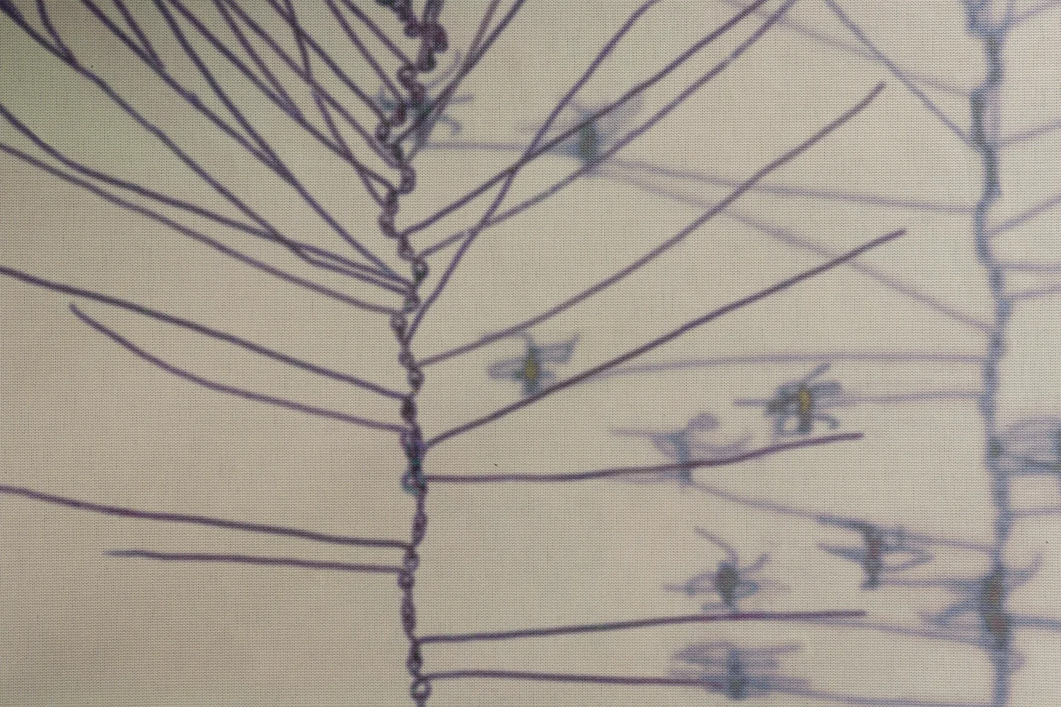 Rebecca Niederlander [detail].
