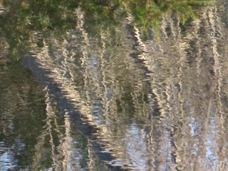IMG_2414.jpeg
