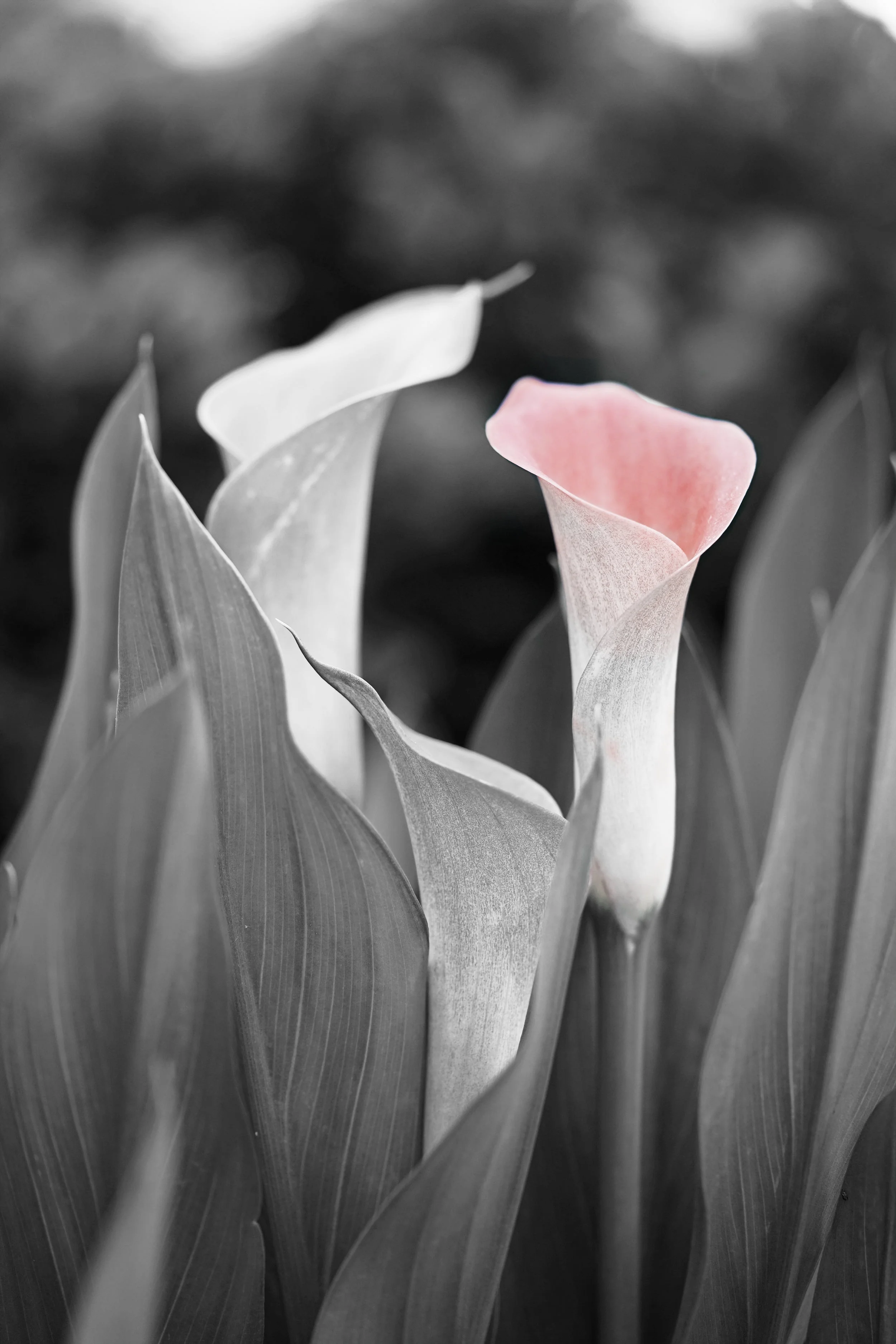 ethan-robertson-113333-unsplash-spot-colour.jpg