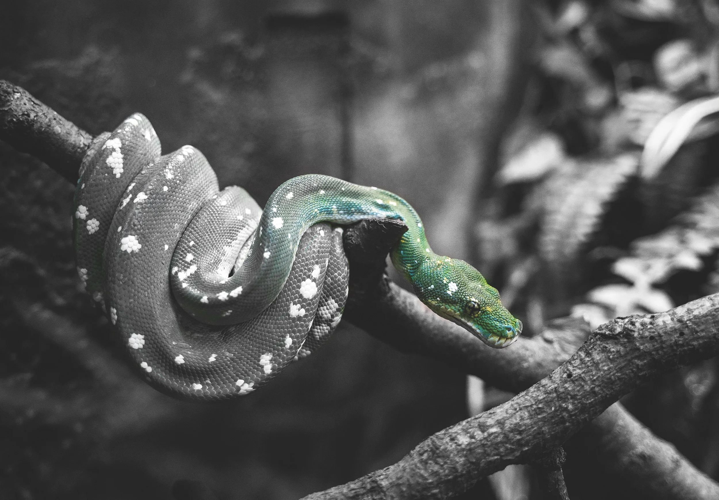 tyler-b-1135805-unsplash-spot-colour.jpg