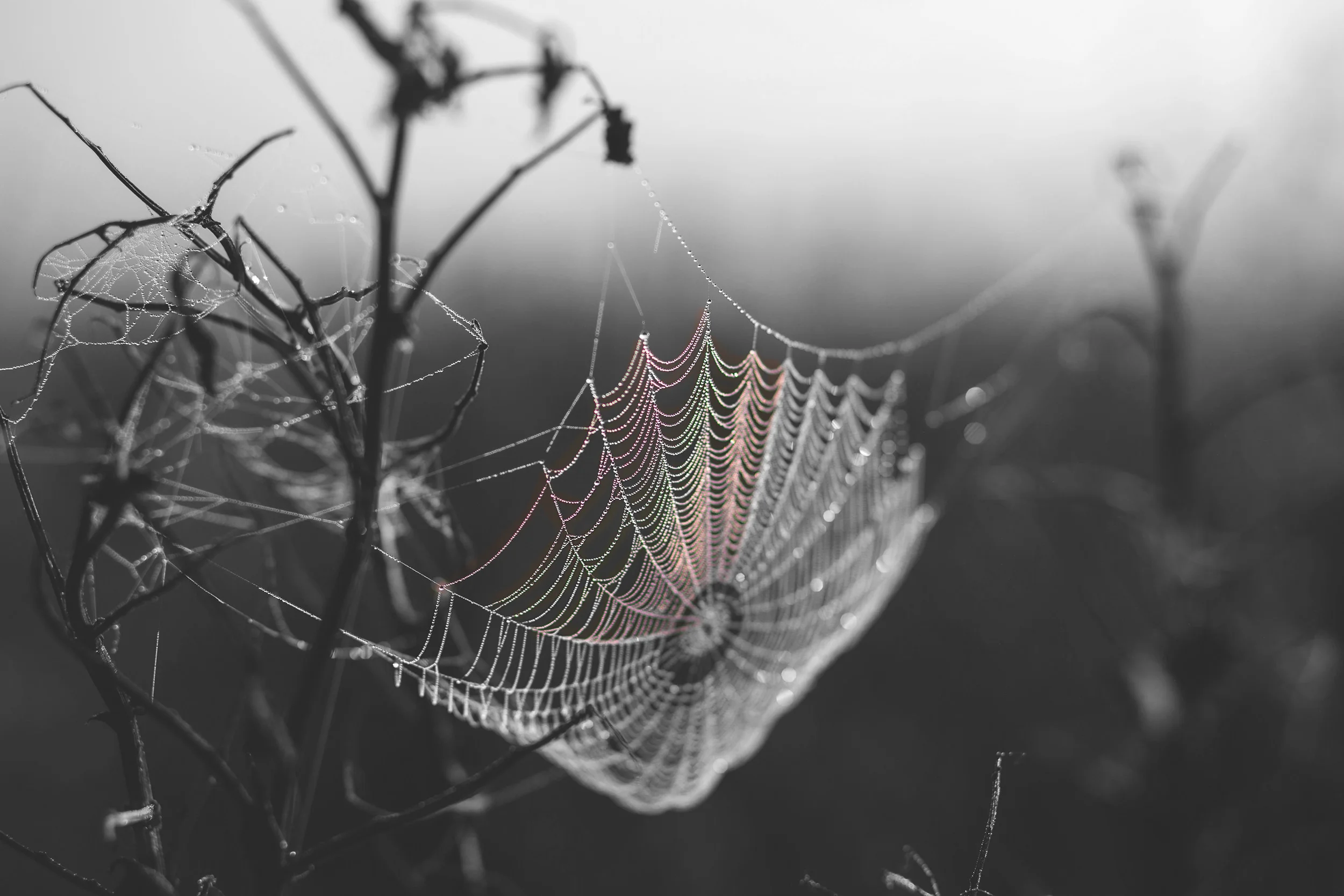 freestocks-org-128787-unsplash-spot-colour.jpg