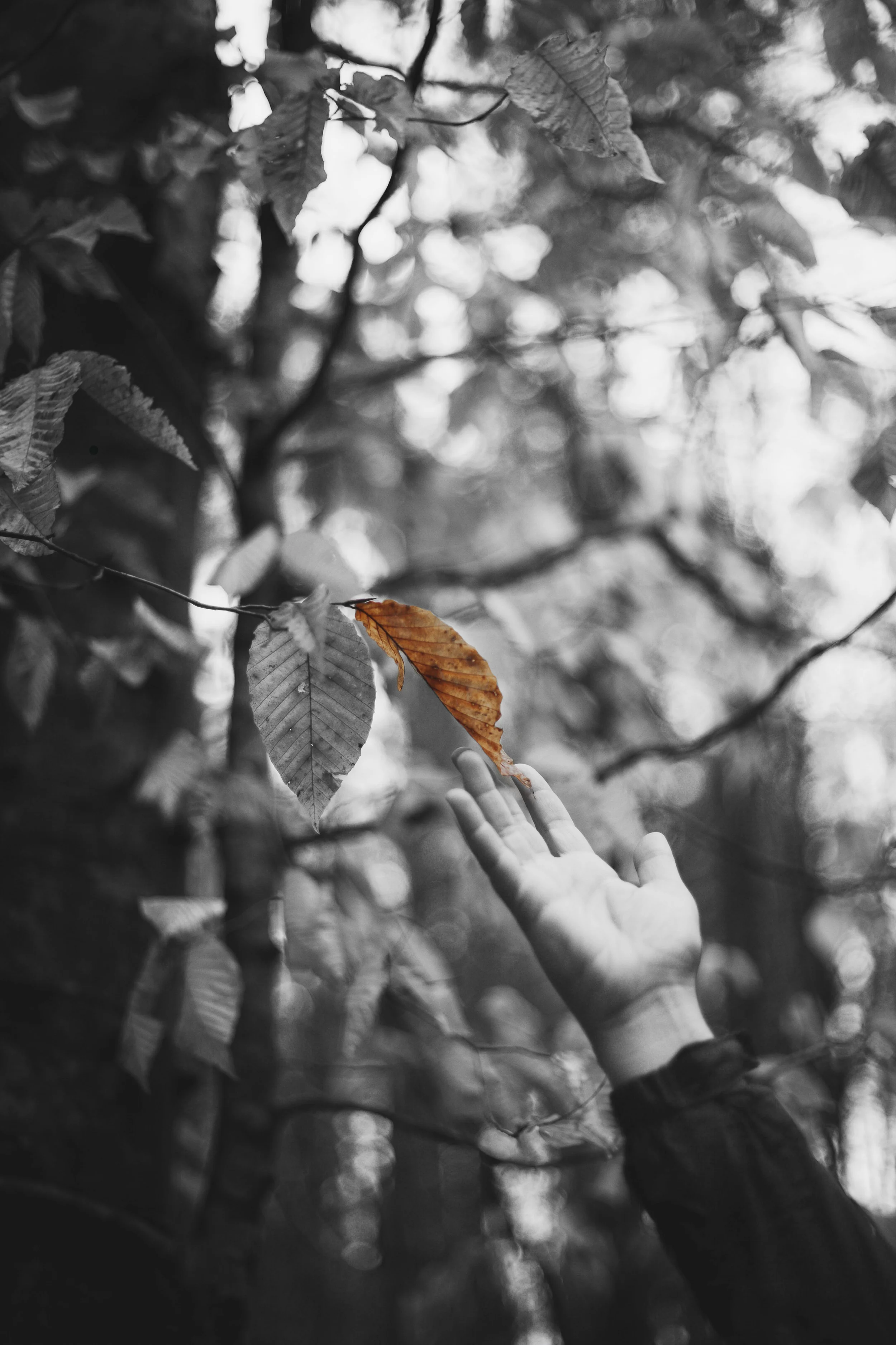 darrell-cassell-585369-unsplash-spot-colour.jpg