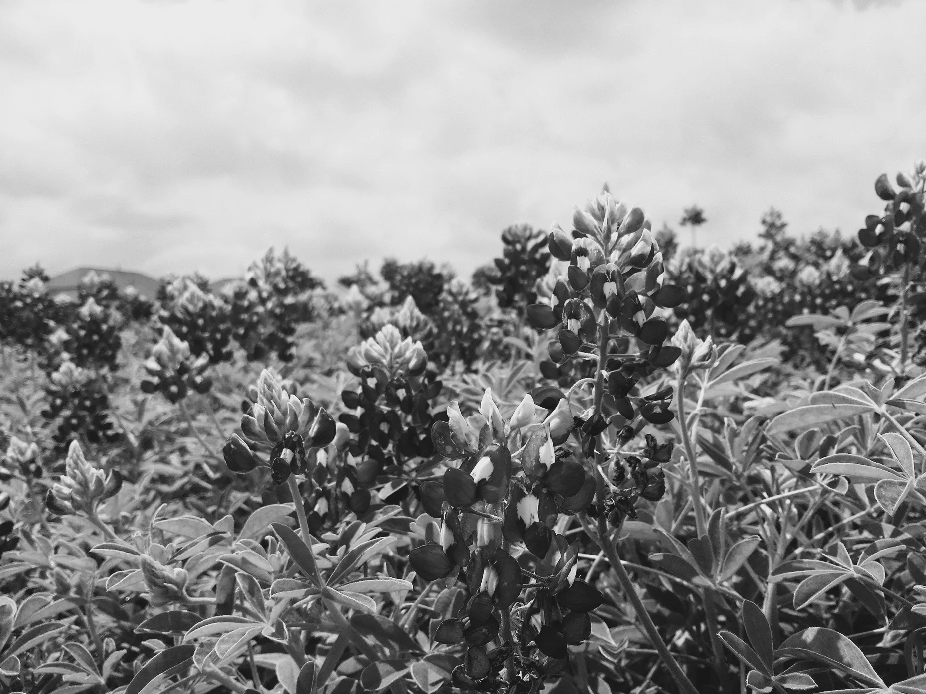 DOING INNER WORK WHEN IT'S SPRING