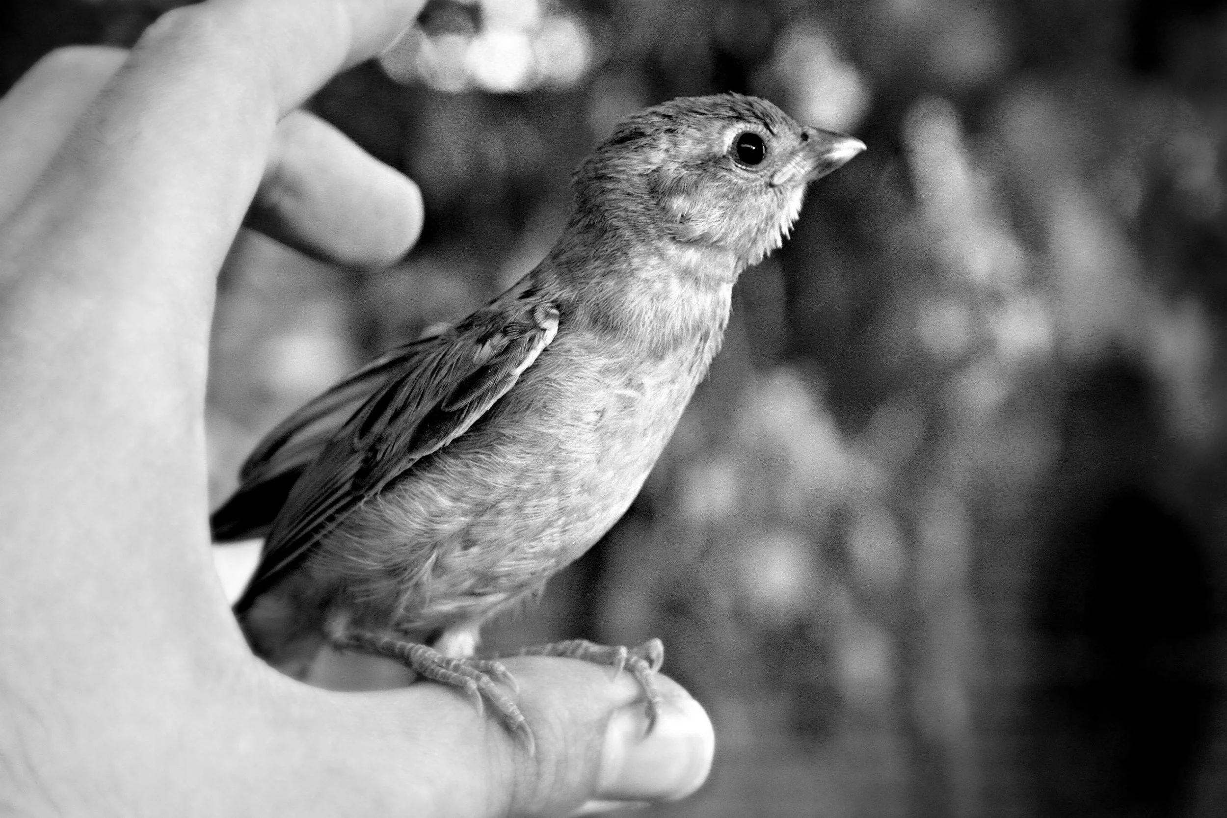 bird.jpg