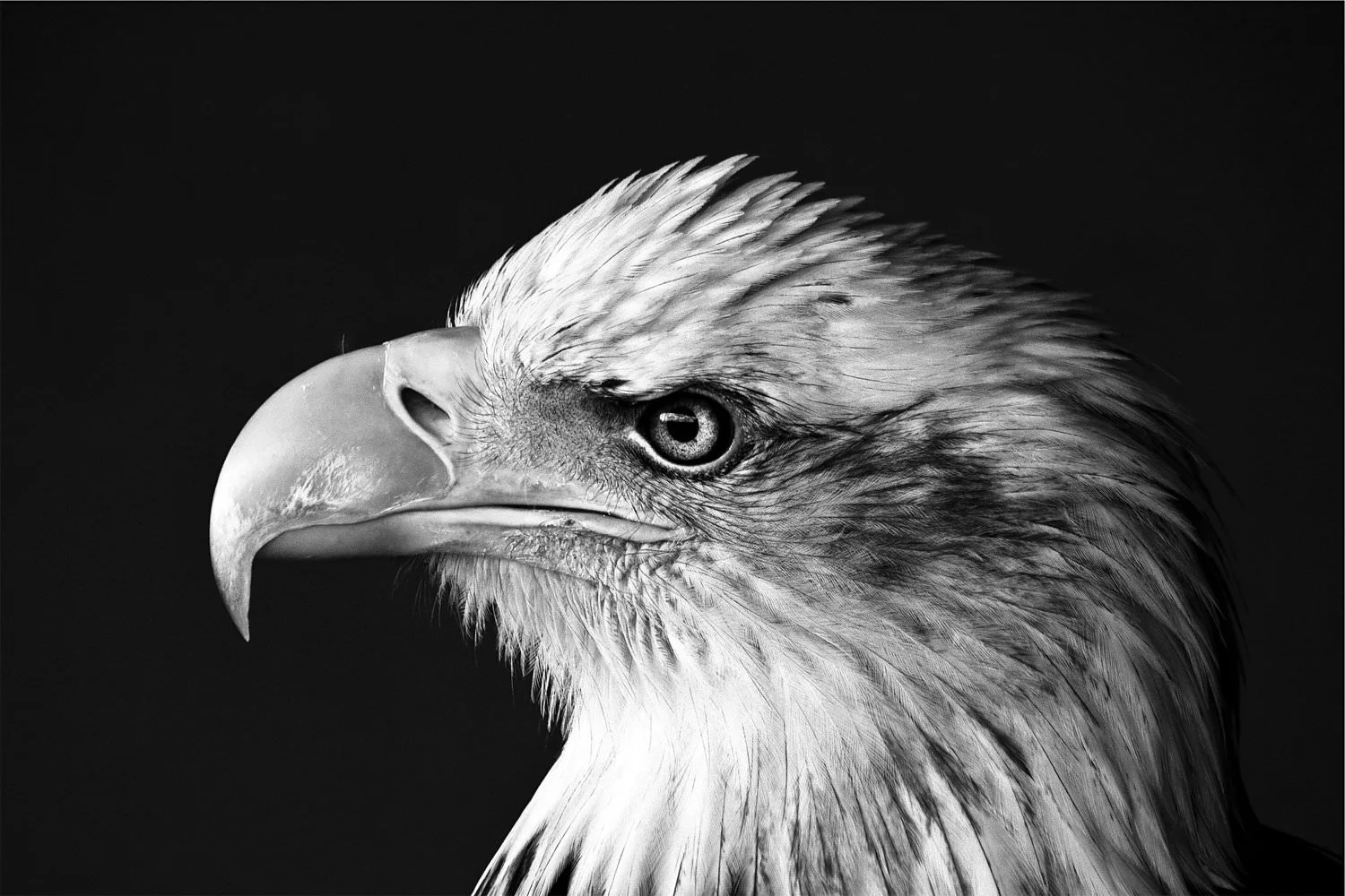 photo-1416400453940-65c69d70ad91.jpeg