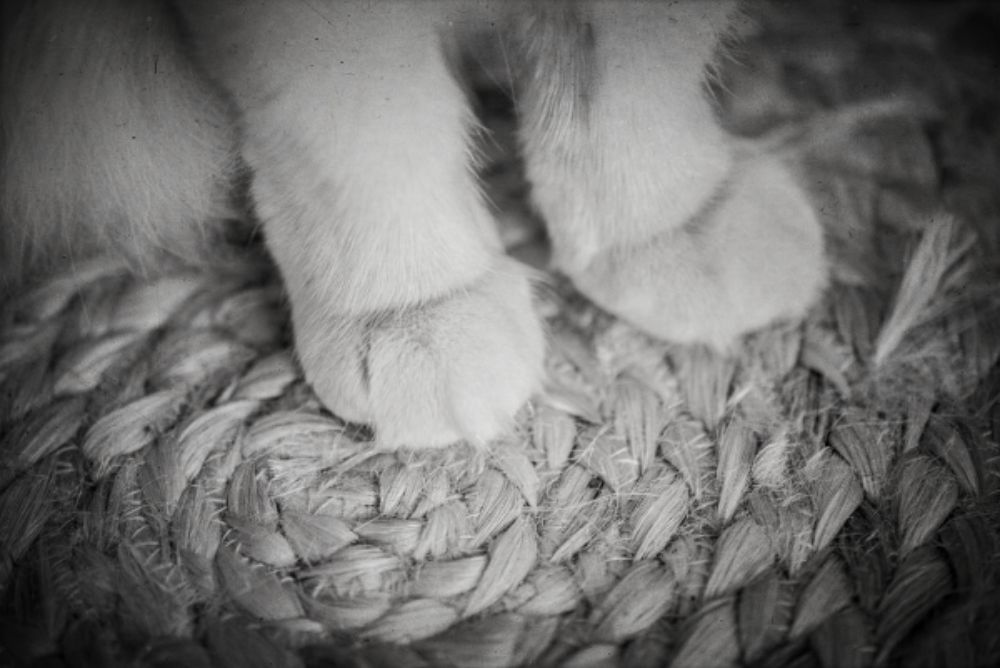 I Have Paws For Feet