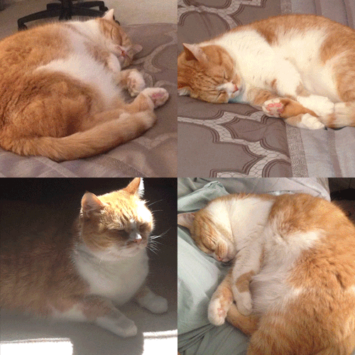 tumblr_np45hgyrPc1uvvcf8o1_500.gif