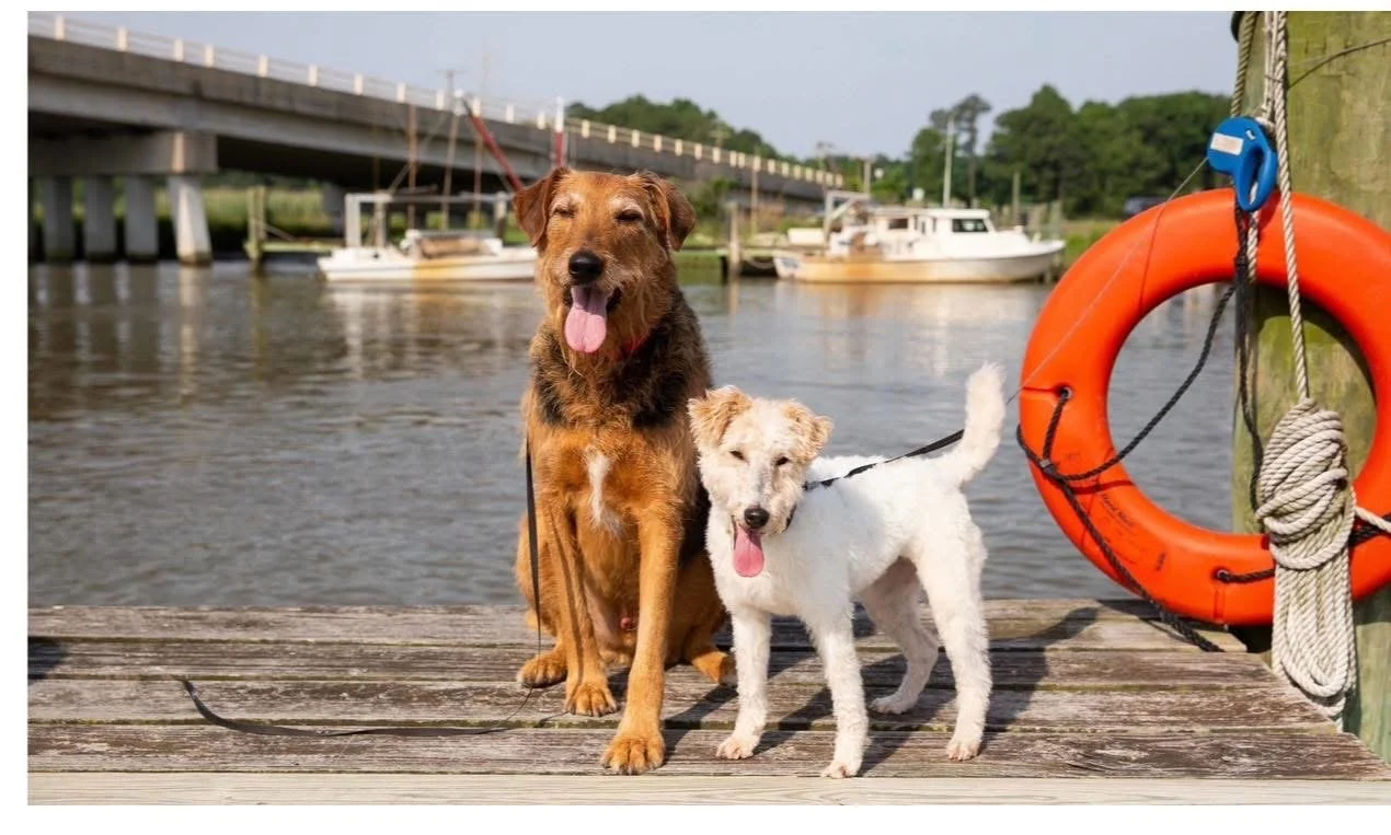 Dogs .JPG