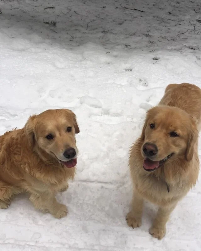 A quiet walk in the woods with your best friends does wonders for lowering cortisol levels, insulin levels, glucose levels.... Oh, and it is fun too! ❤️🐾 #yogaeverydamnday #stillness