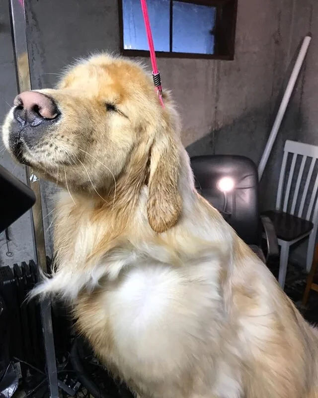 In stressful times, a little self-care can work wonders for the spirit.  Thinking of all of you and wishing you health and strength. ❤️🐾💪🏽 💇&zwj;♂️