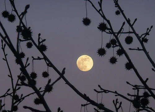 New Moon in Scorpio - "Dig Deep! Power Up!"
