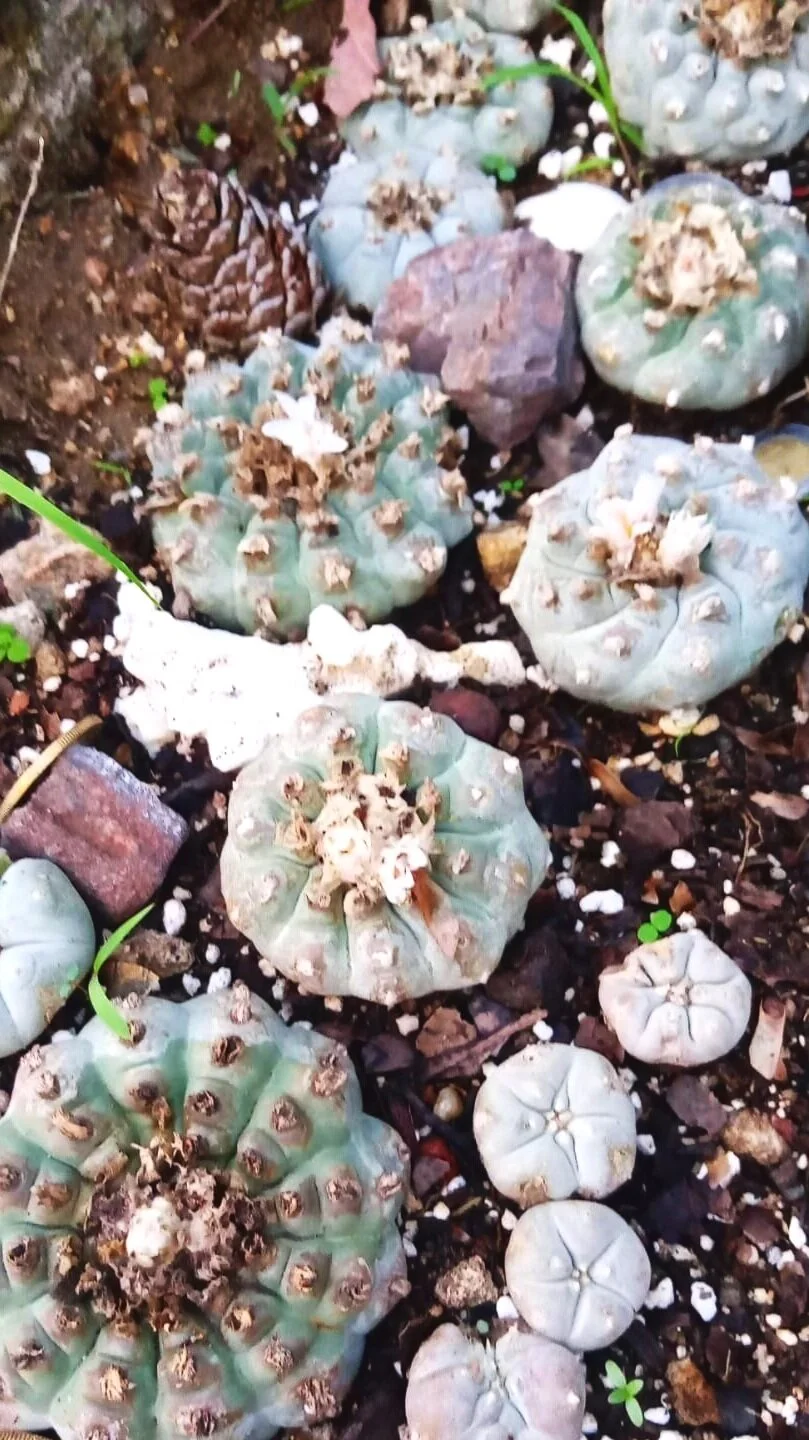 Hikuri plant in Wirixuta. Photo by Marakame Silvestre.