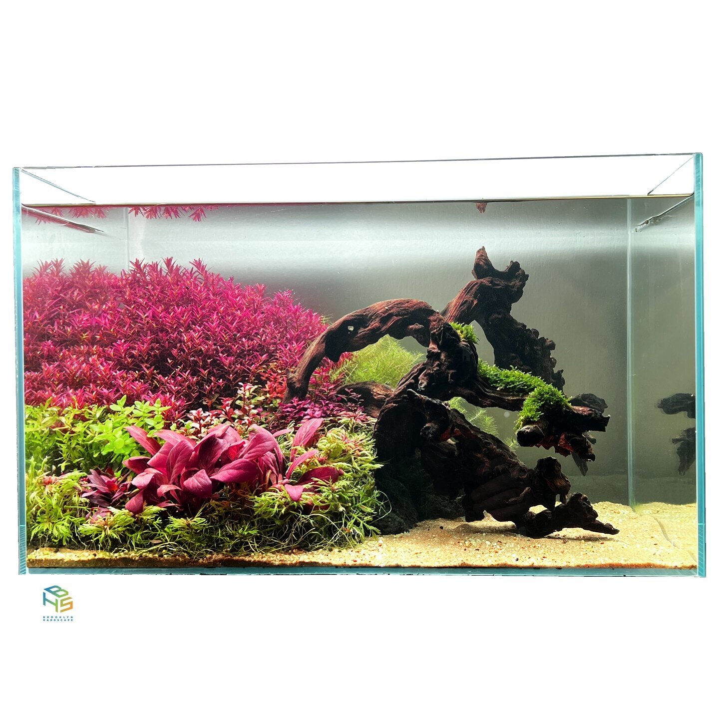 Week 6!⁣
Our @ultumnaturesystems Ryoboku show scape in our studio.Follow us as we post a journal of it's growth and change!⁣
Light, light stand, soil, and aquarium are UNS products. ⁣
Light and Aquarium were provided by UNS.