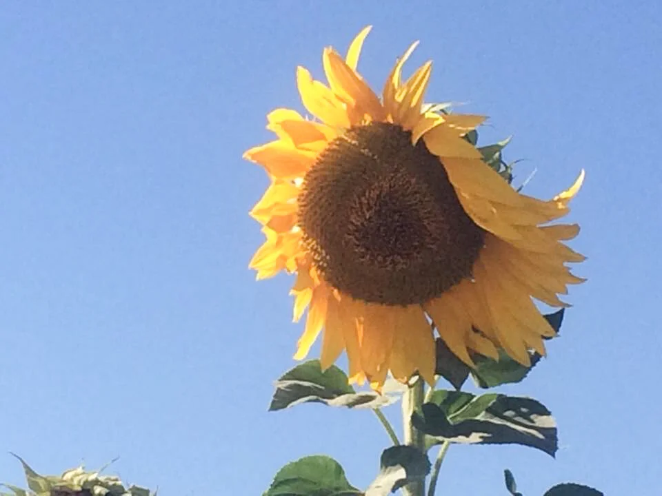 sunflower.JPG