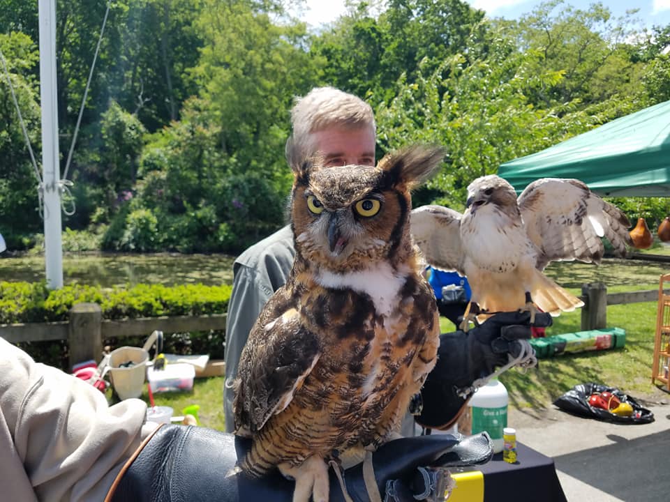 Owl.jpg