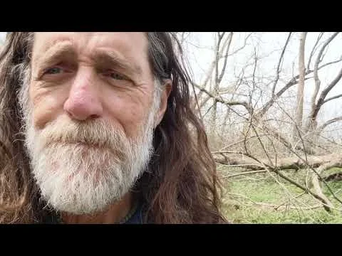 grove of fallen ashes