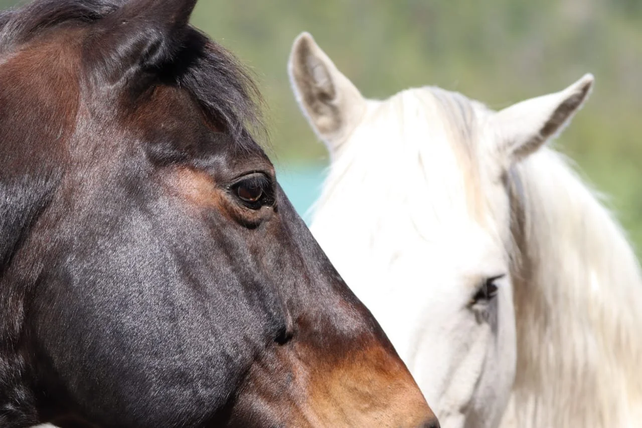 horses.jpeg