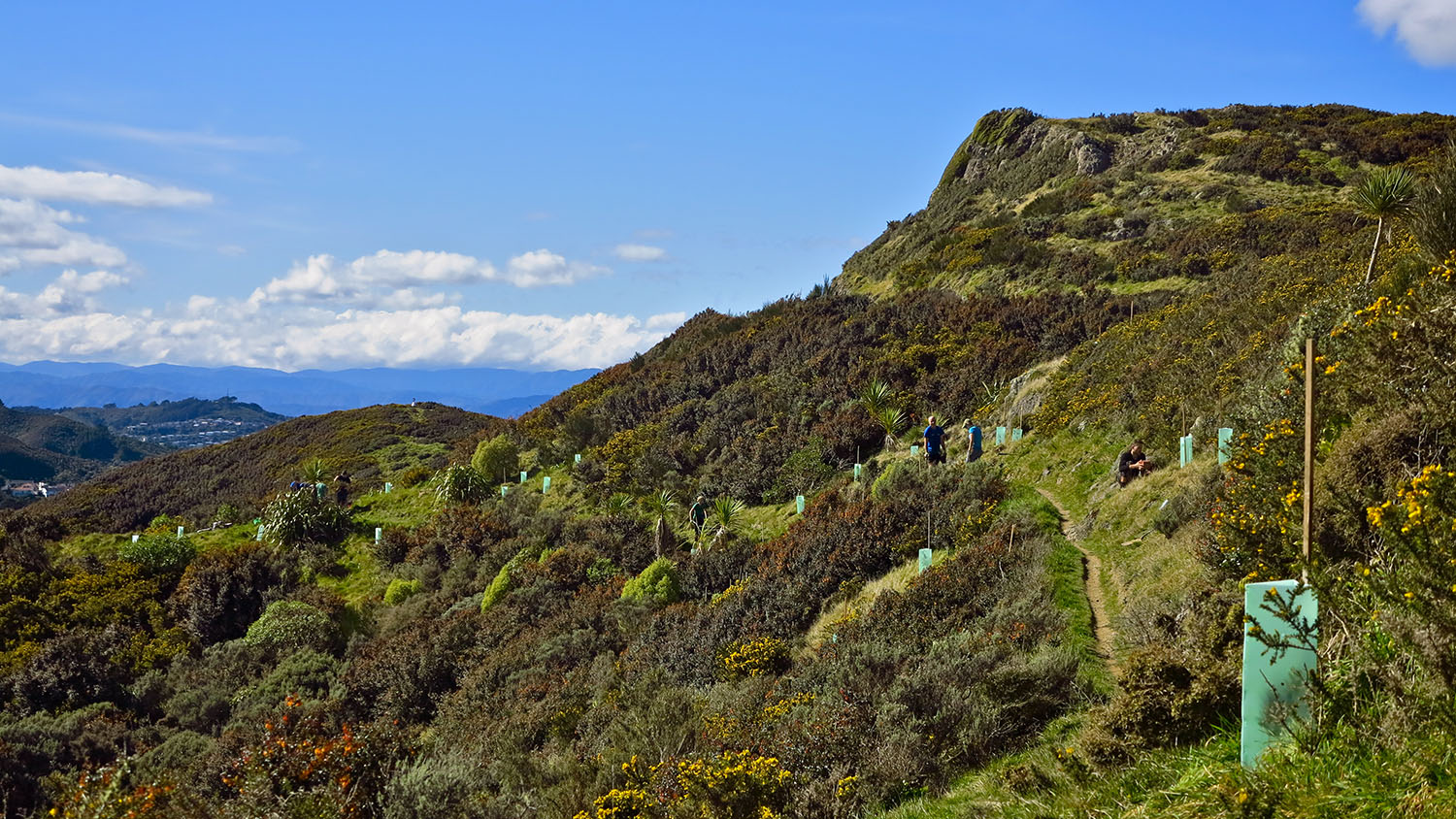 Copy of Zac_s tree planting Aug 2014 panorama_1500.jpg