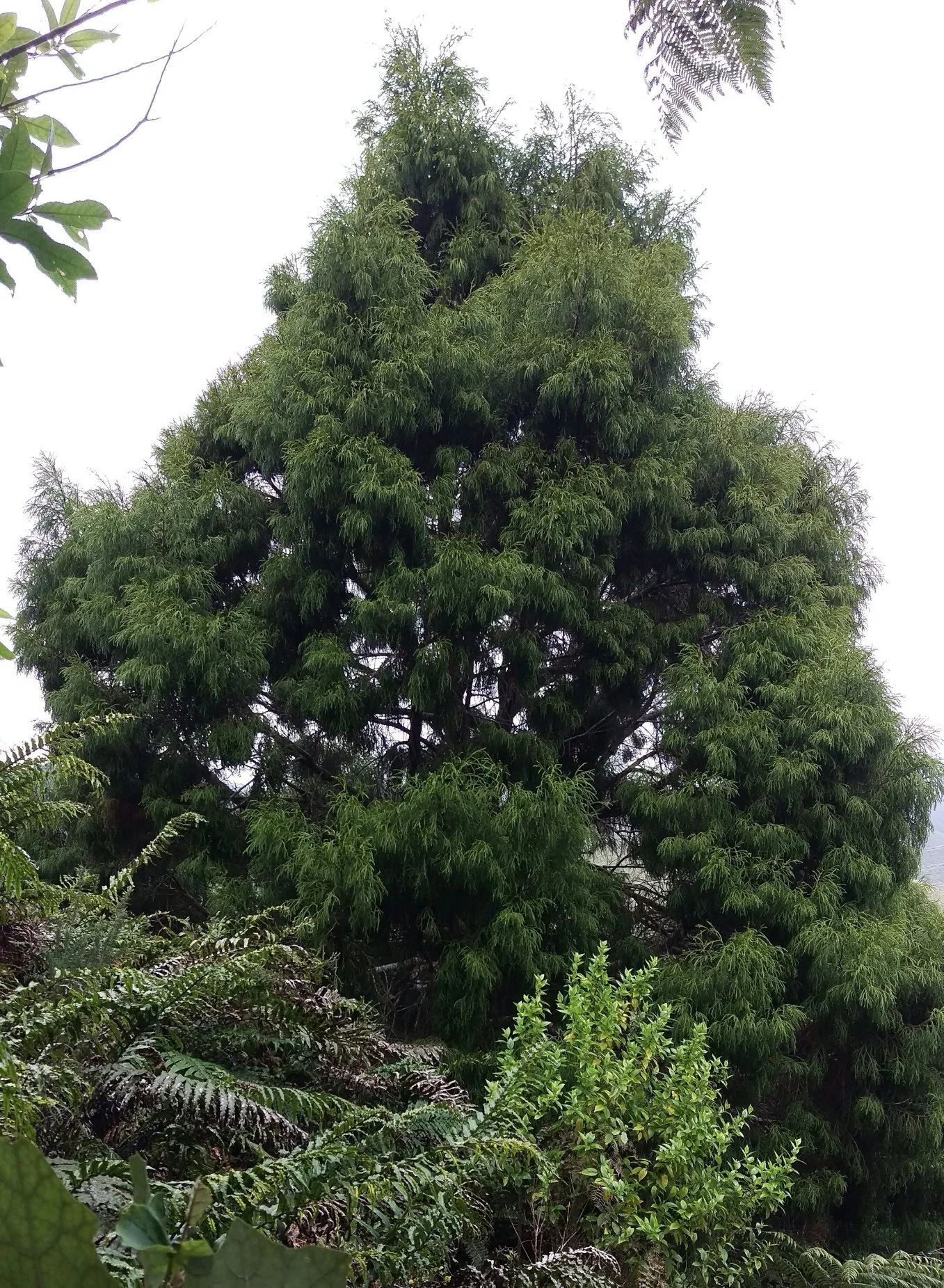 Tree of the Week - Rimu.jpg