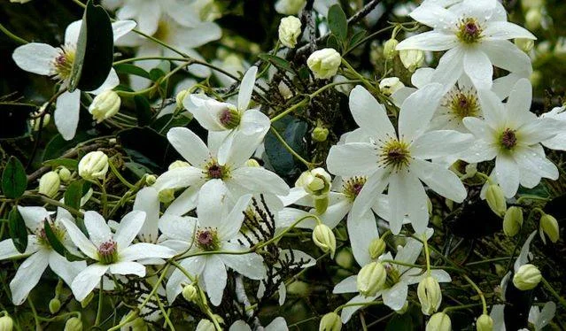 Native Clematis