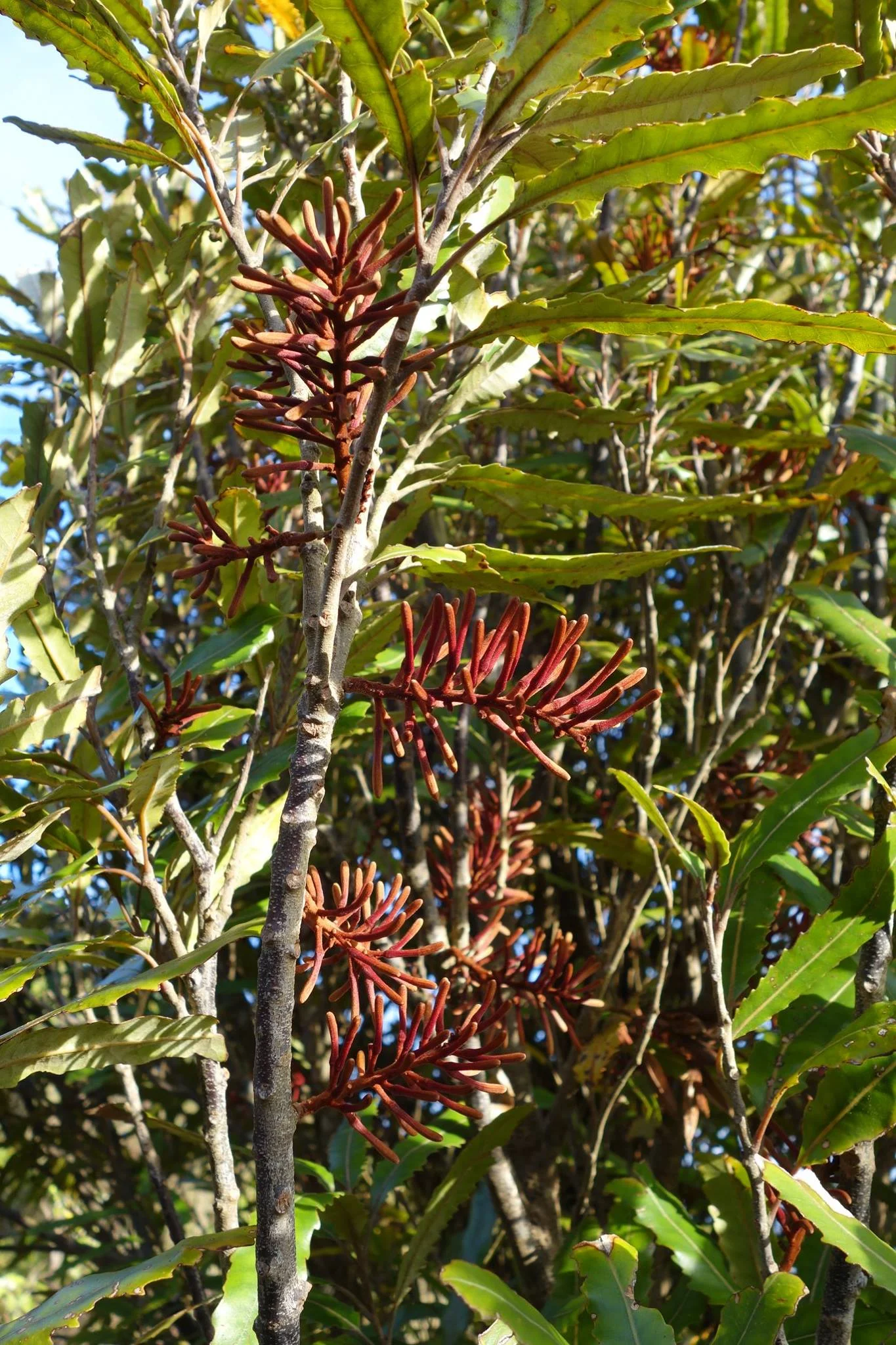 Rewarewa