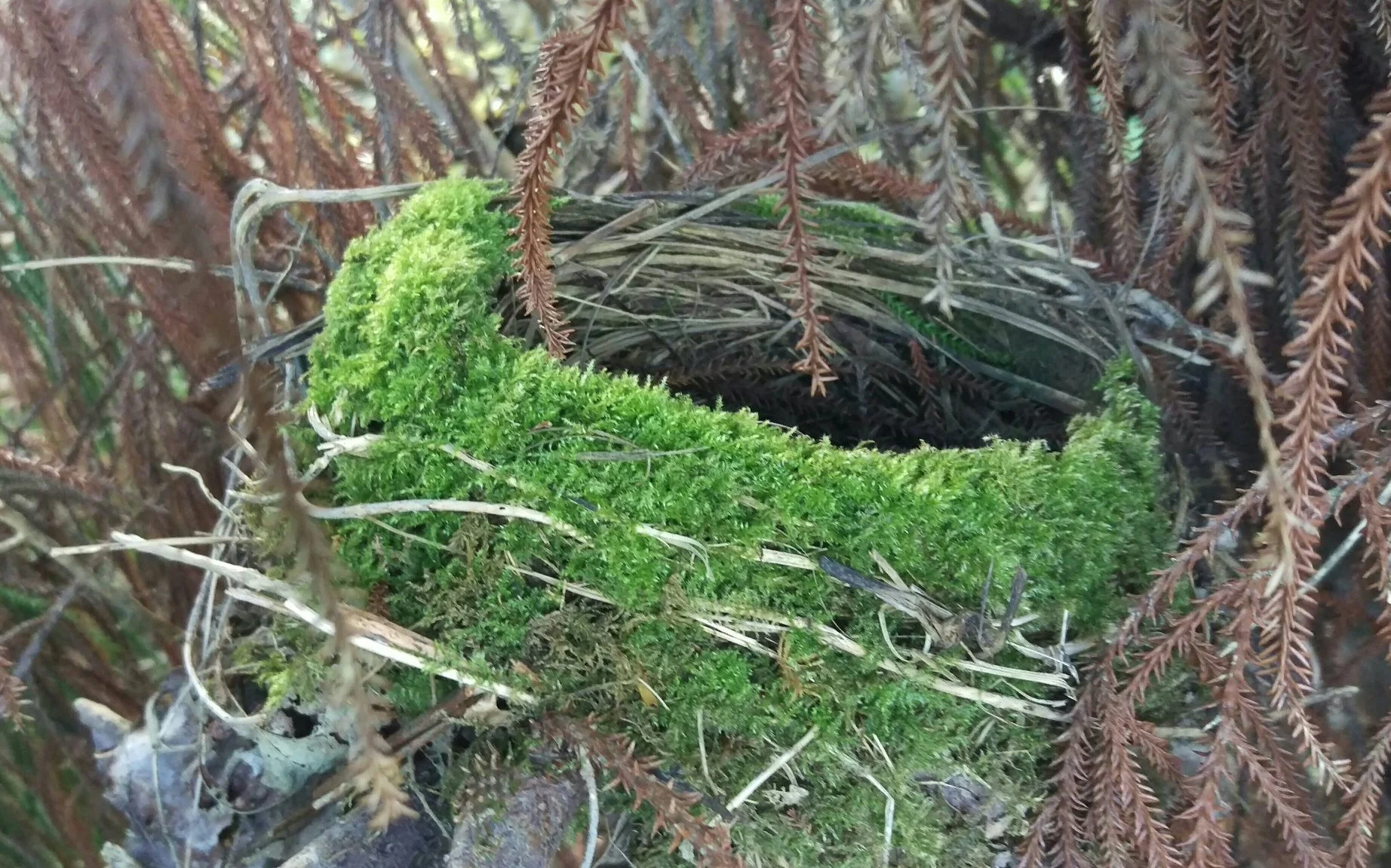 Releasing - end of Koru