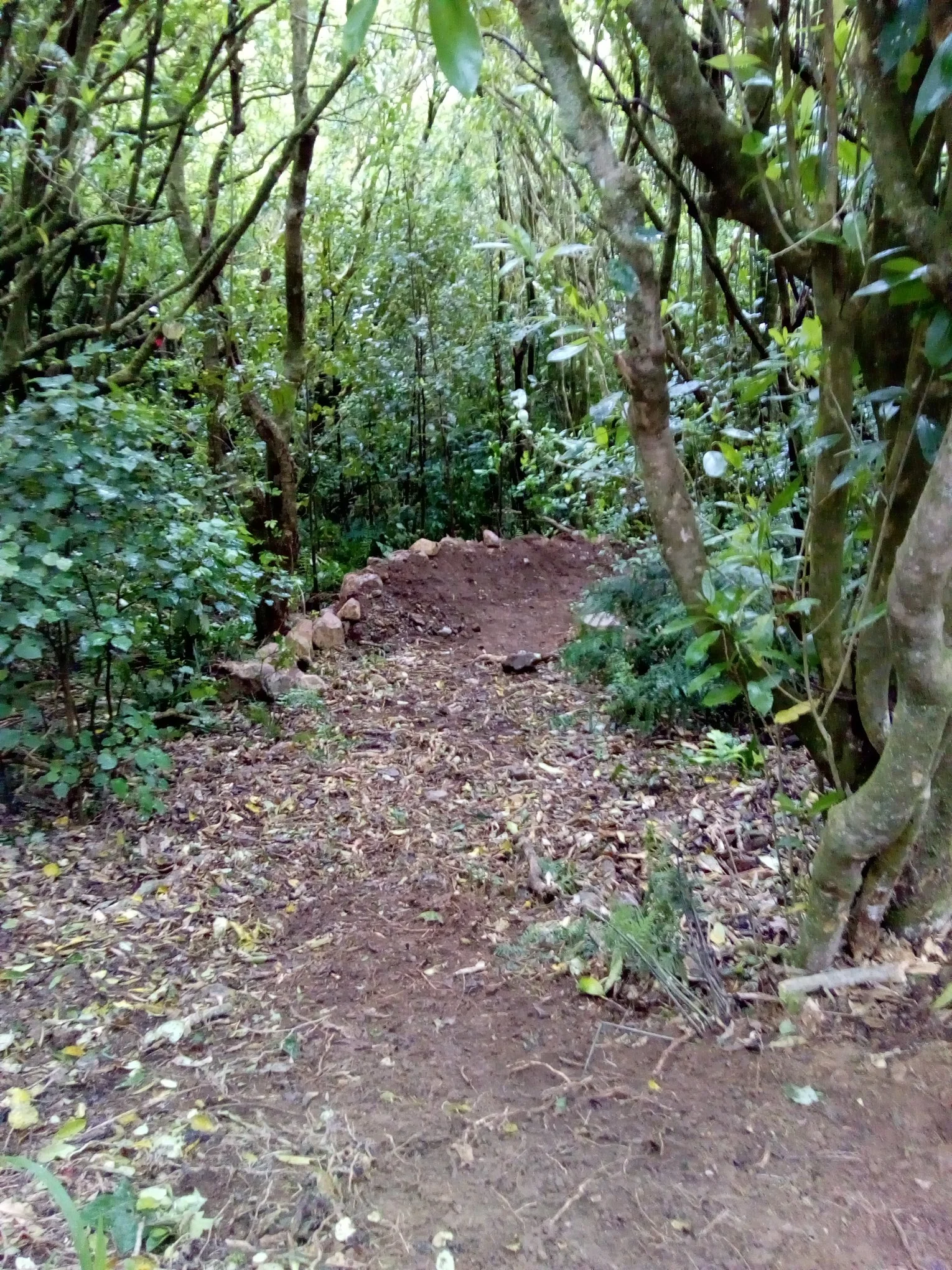 Help us build a new advanced trail