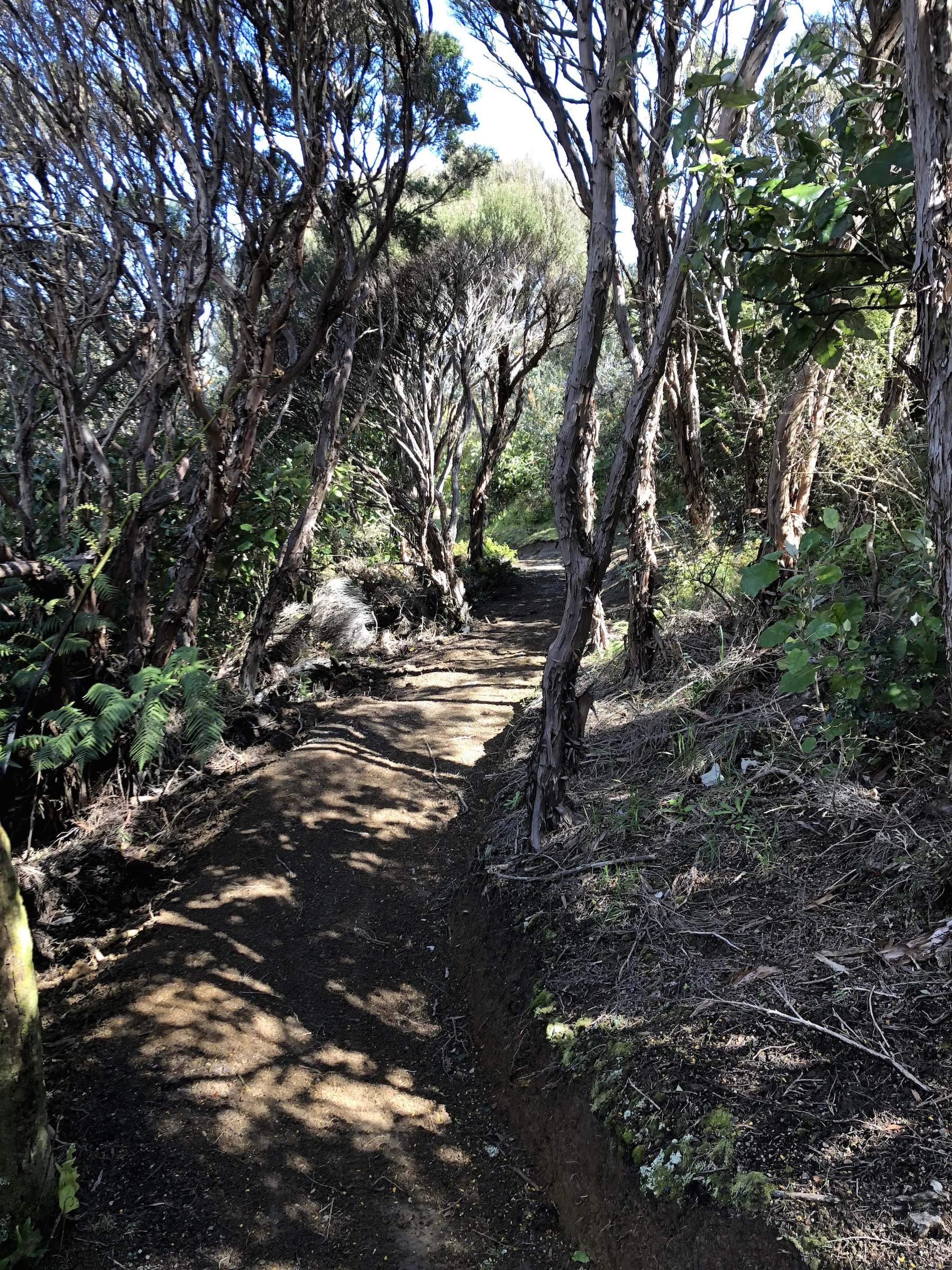 Native bush on Upper Leaping Lizard