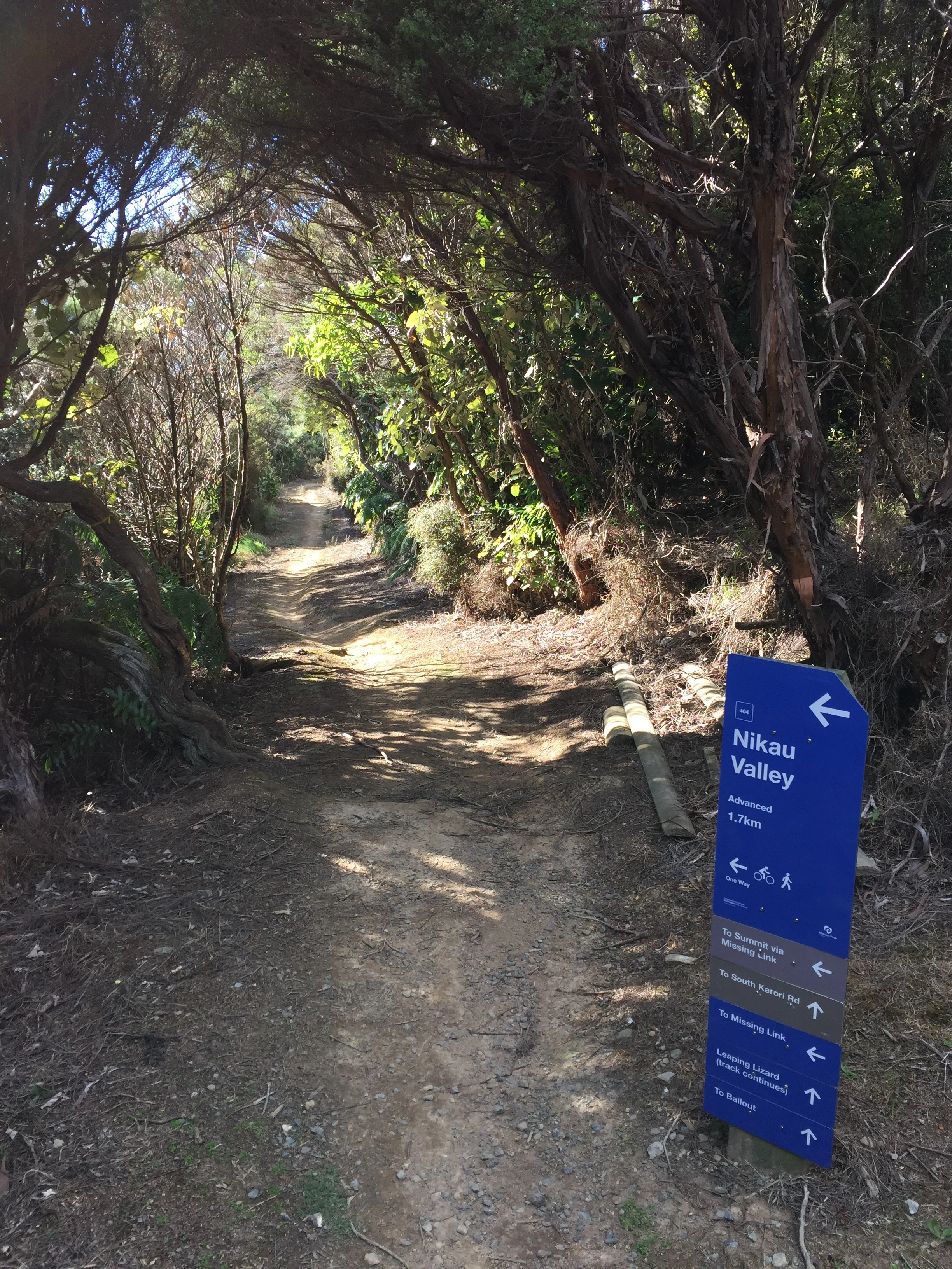 The start of Nikau Valley