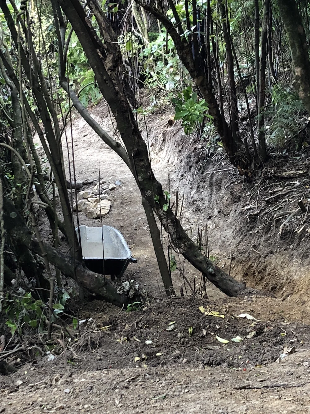 Starfish new track build