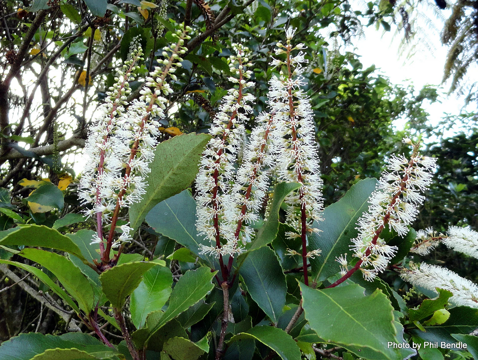 Planting bee - Top Leaping Lizard goat exclosure