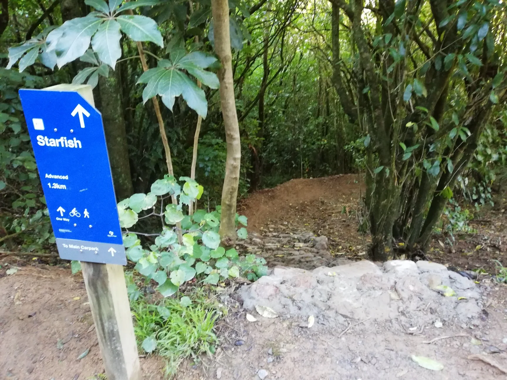 Starfish rock garden