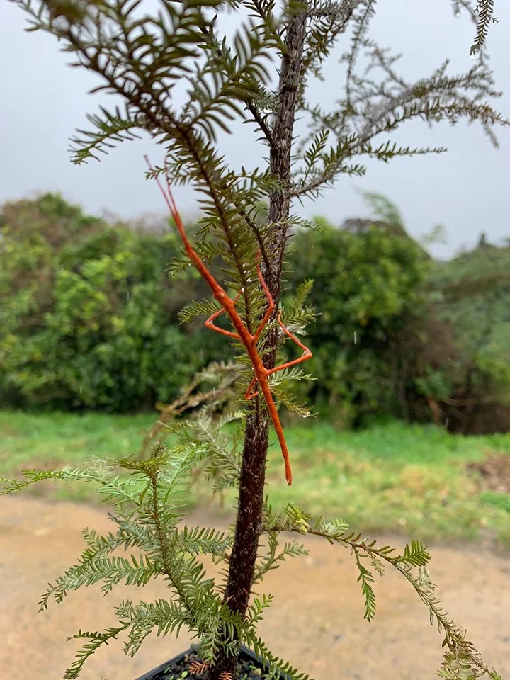 Upper Nikau Valley Goat Exclosure releasing