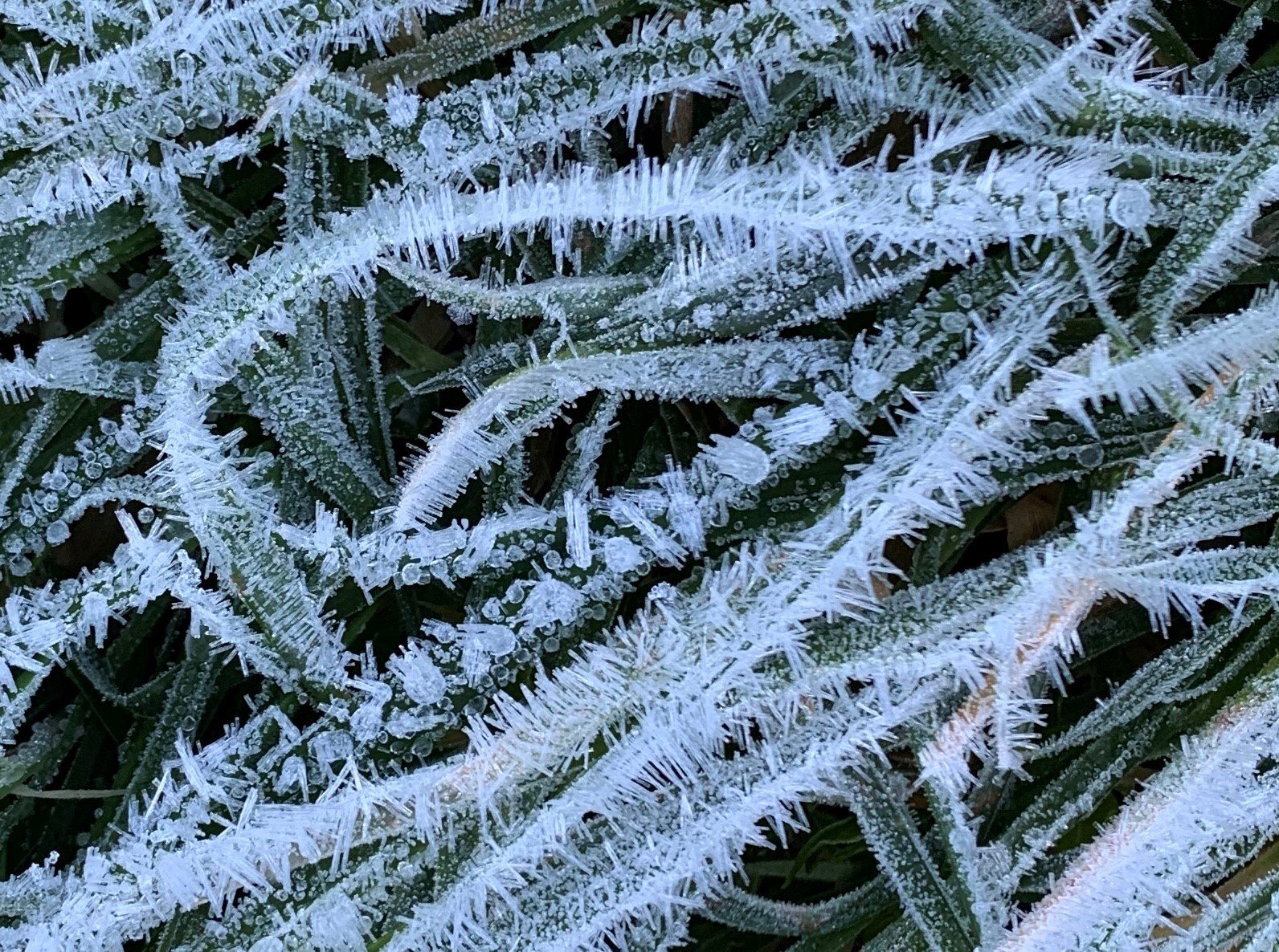 Kohanga frost 1.jpg
