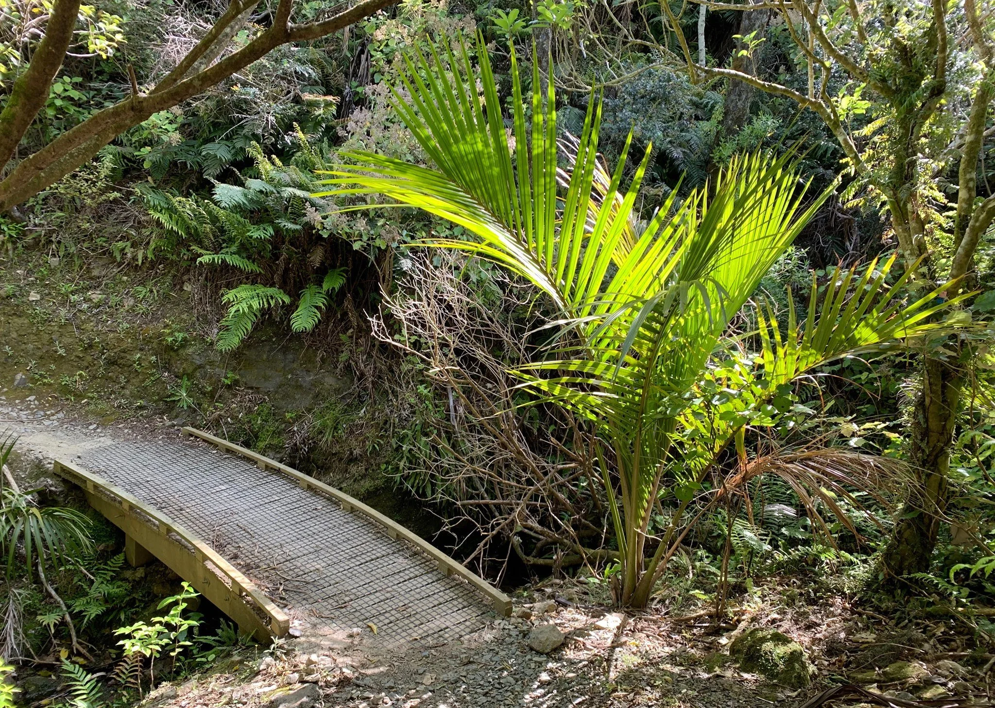 Conservation  - Missing Link .jpeg