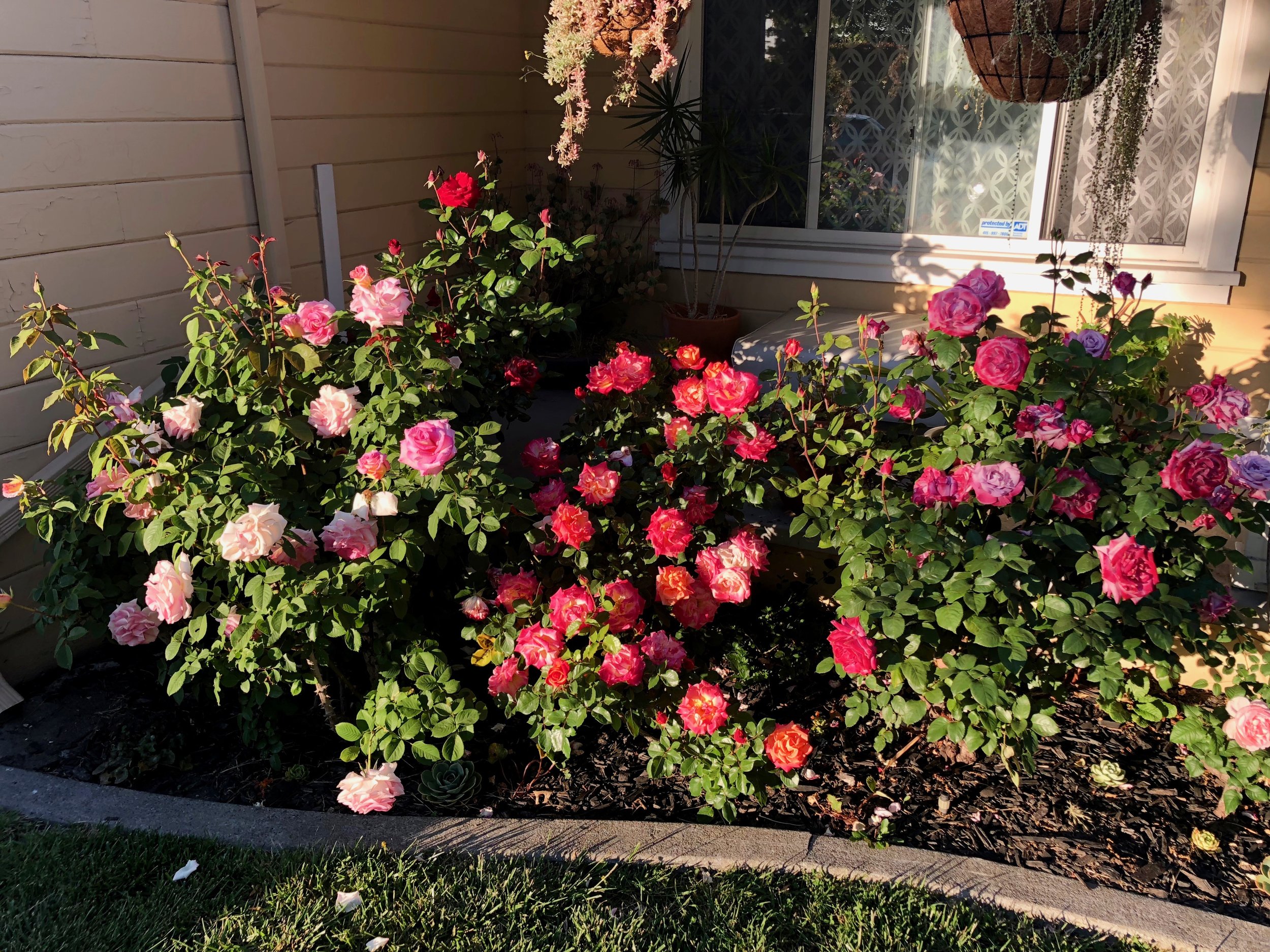 My Roses