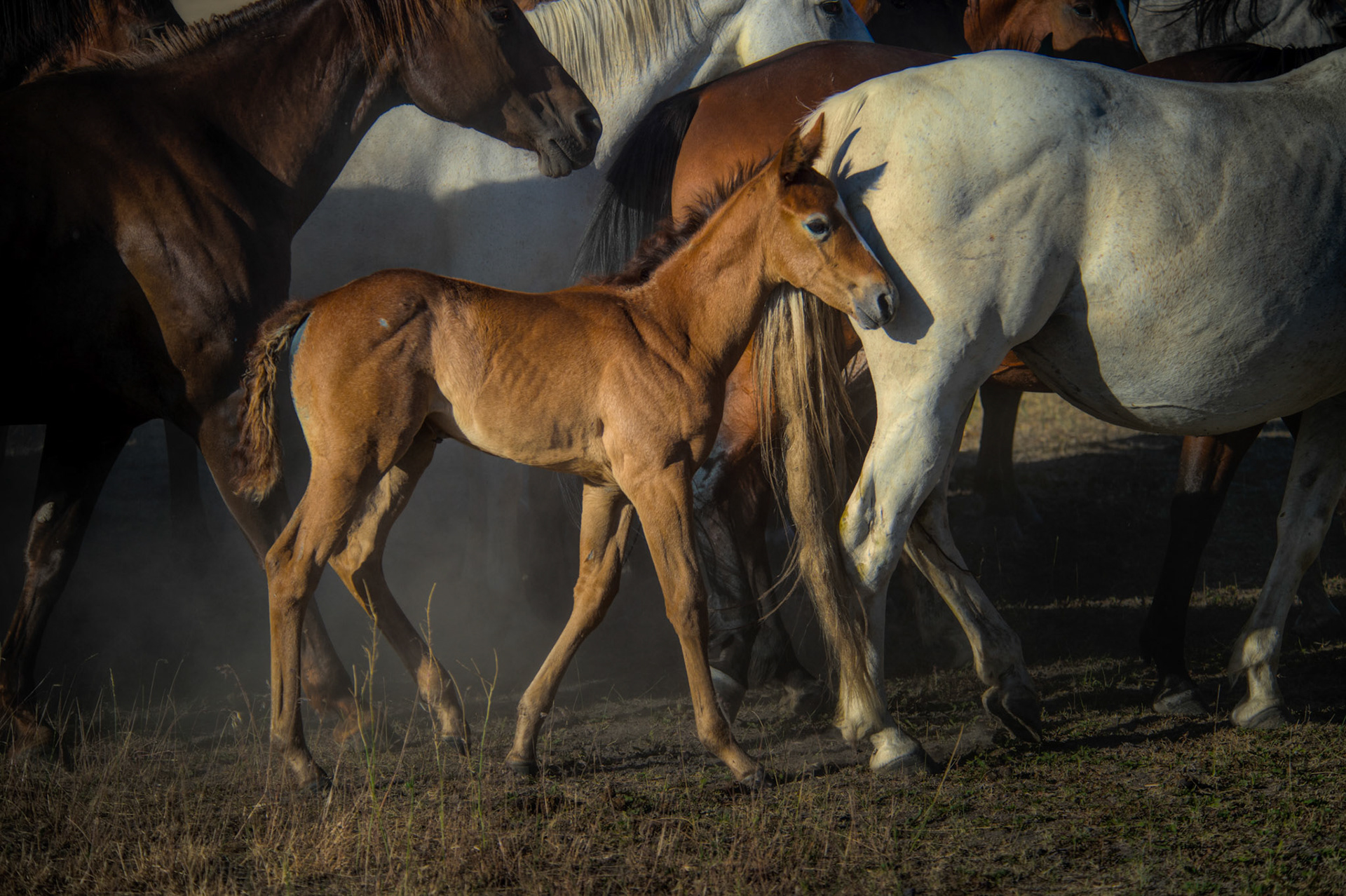 Horses