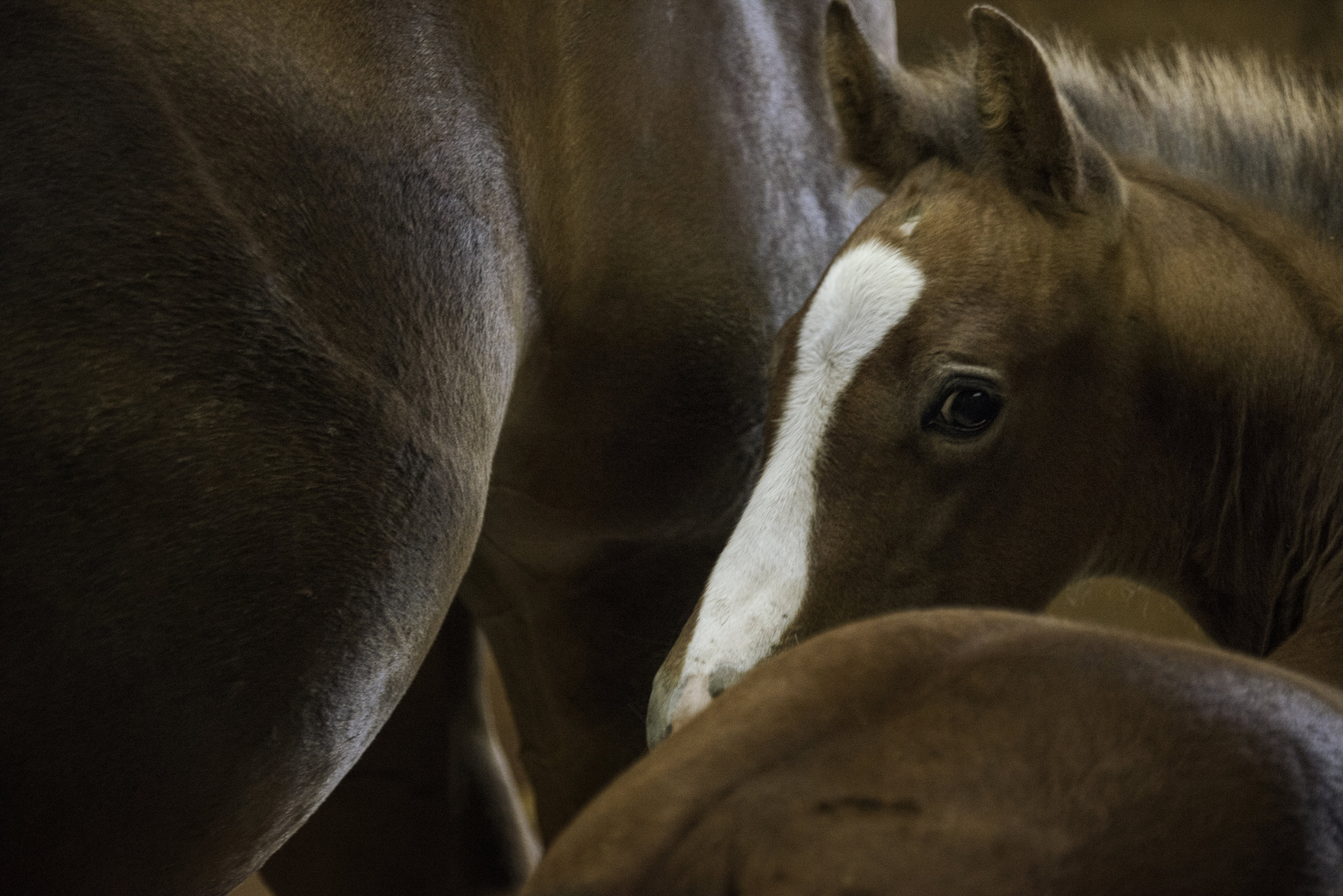 motherbaby-horses1.jpg