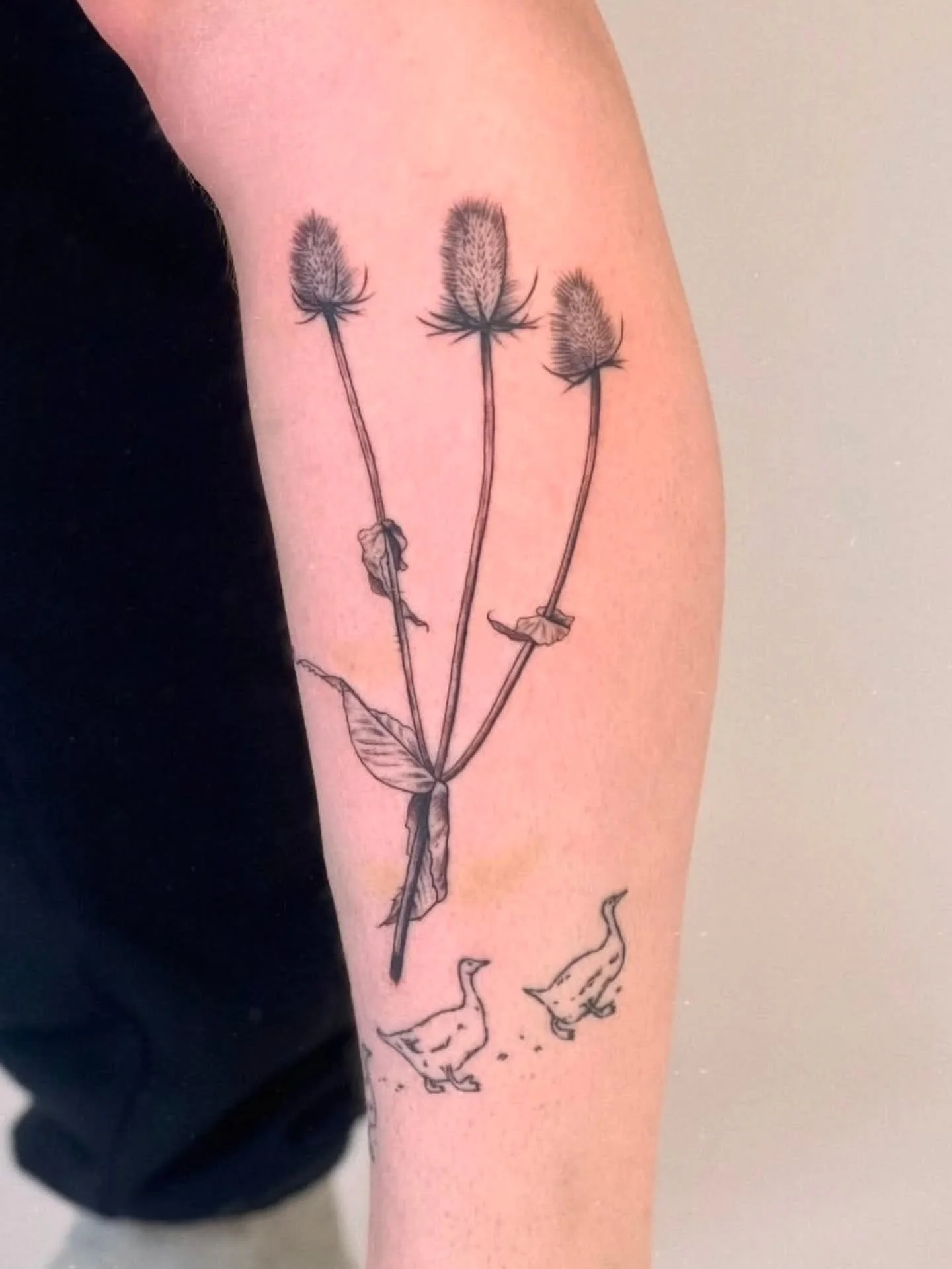 Wild Teasel 🌿 by @statlew_ 
They'll be back in June! 
.
.
#tattoo #vancouvertattoo #vancouverart #yvr #tattooflash