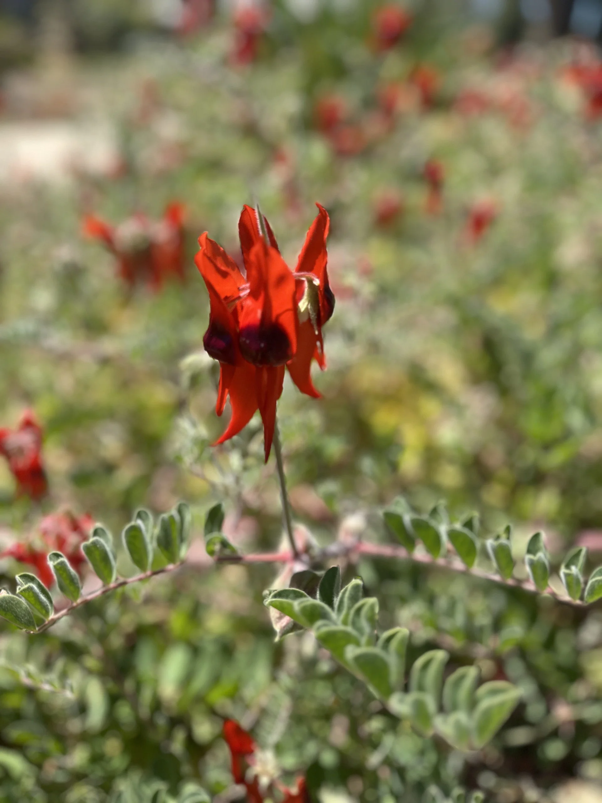 Red Sturt Dessert Pea flower in full bloom with the green bush behind
