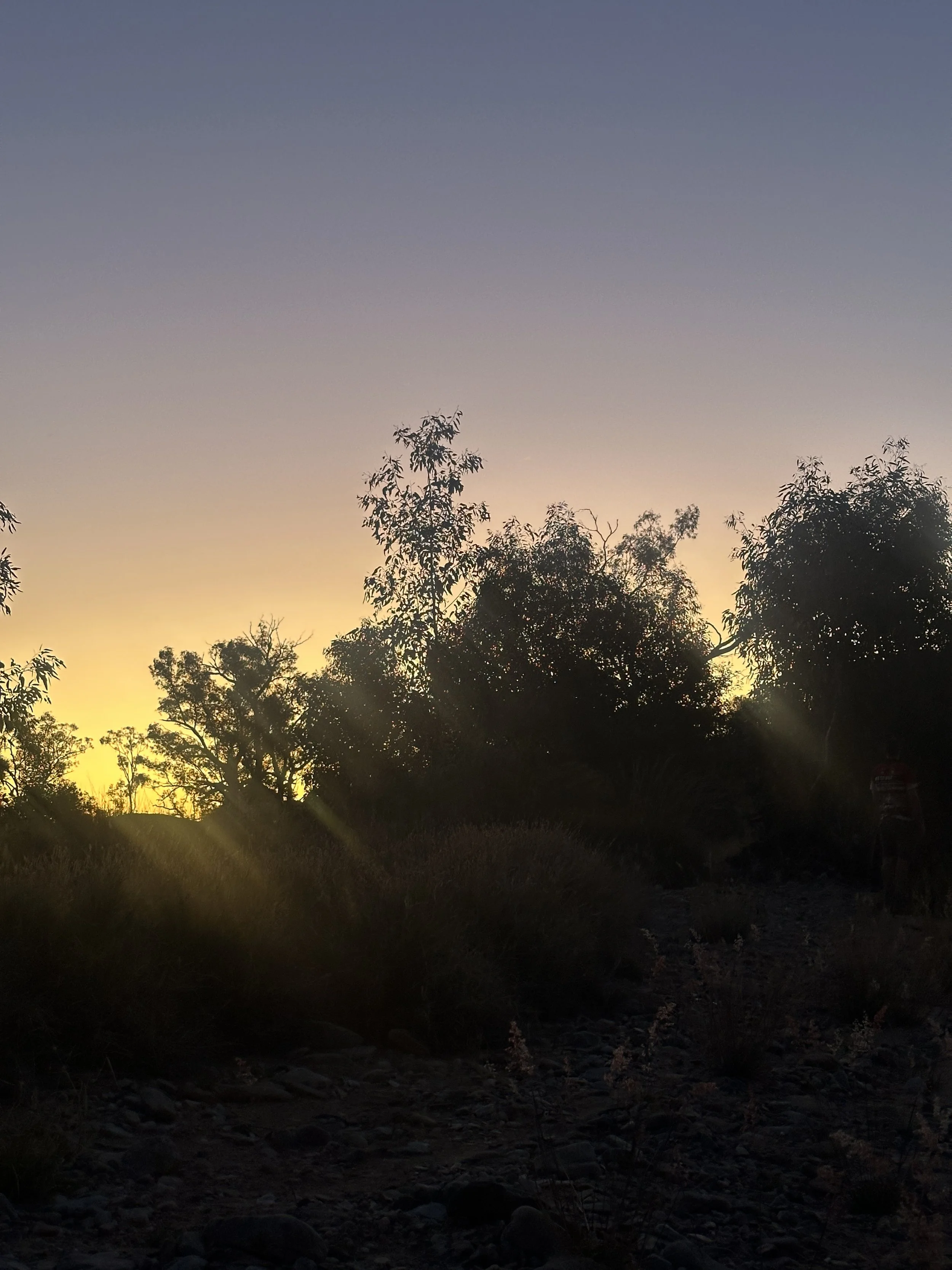Sun setting behind trees