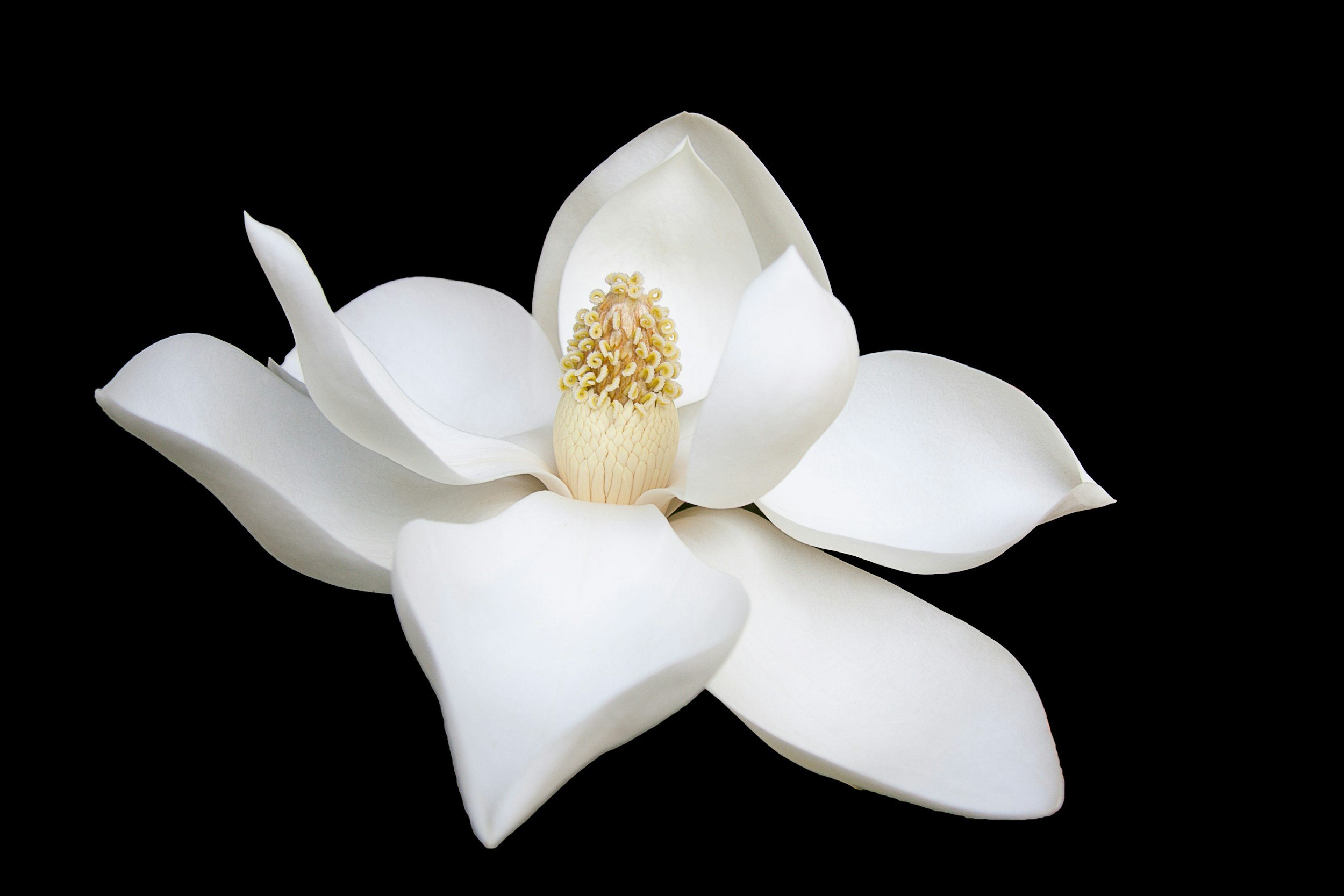 Purity is Wisdom and Reward