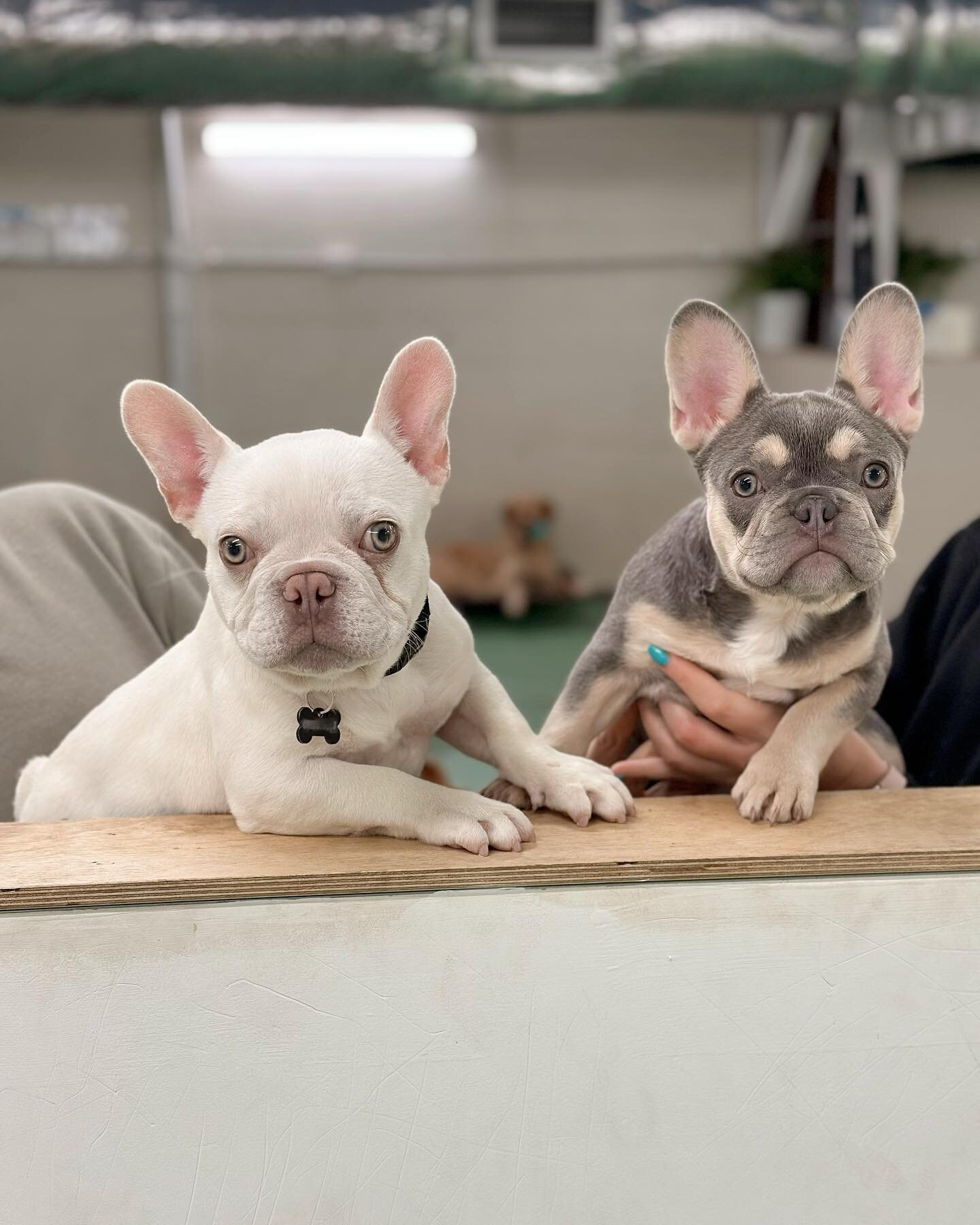 Well hello there! Baby Frenchies Bruno and Ace are just perfection together! 😍