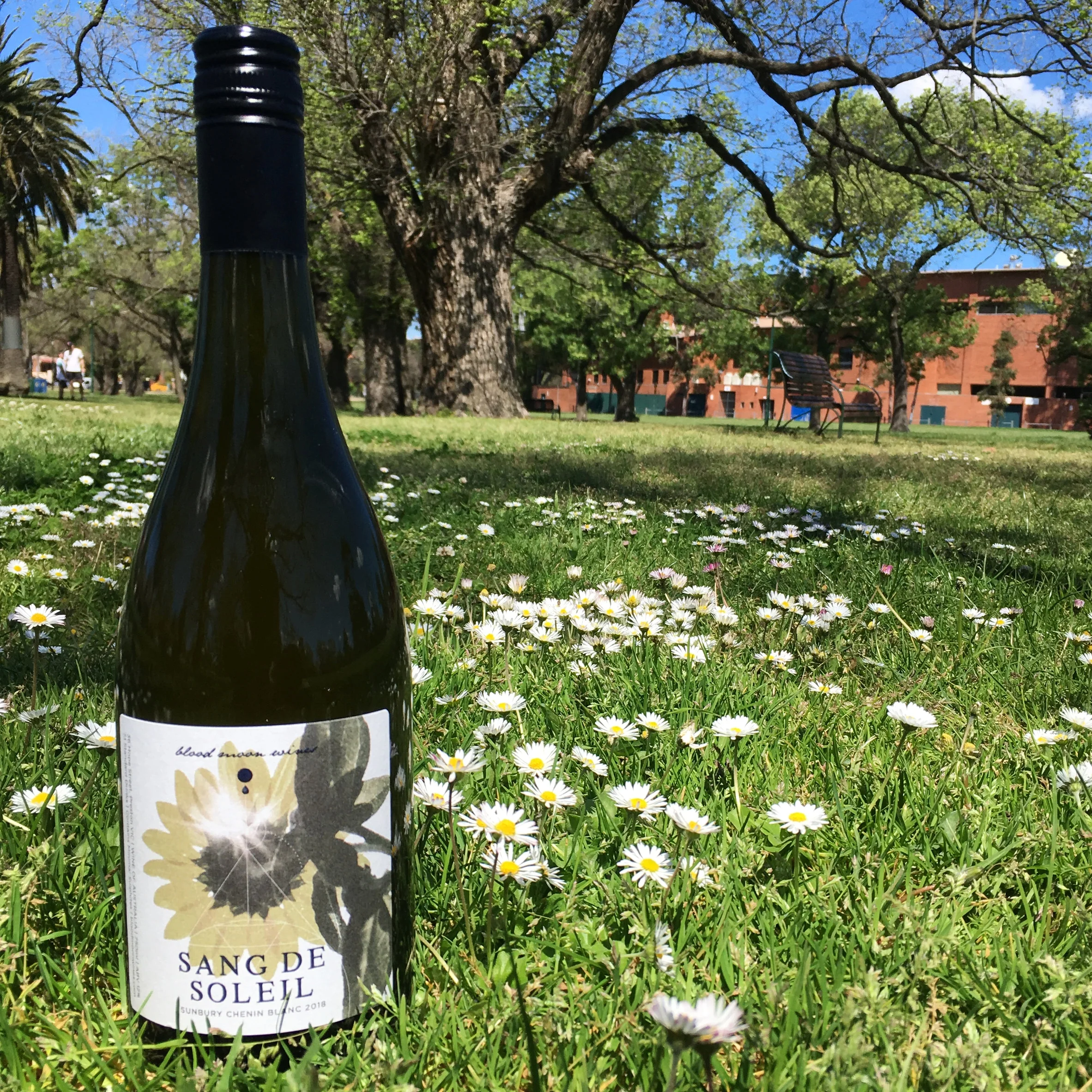 chenin18.jpg