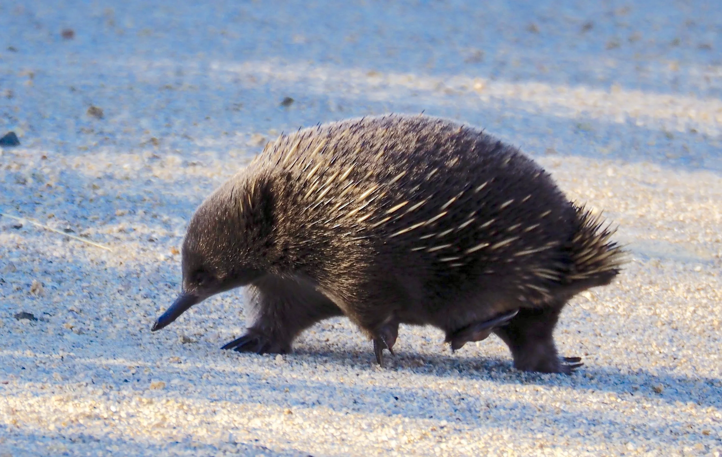 Echidna Dolphin Sands.jpeg